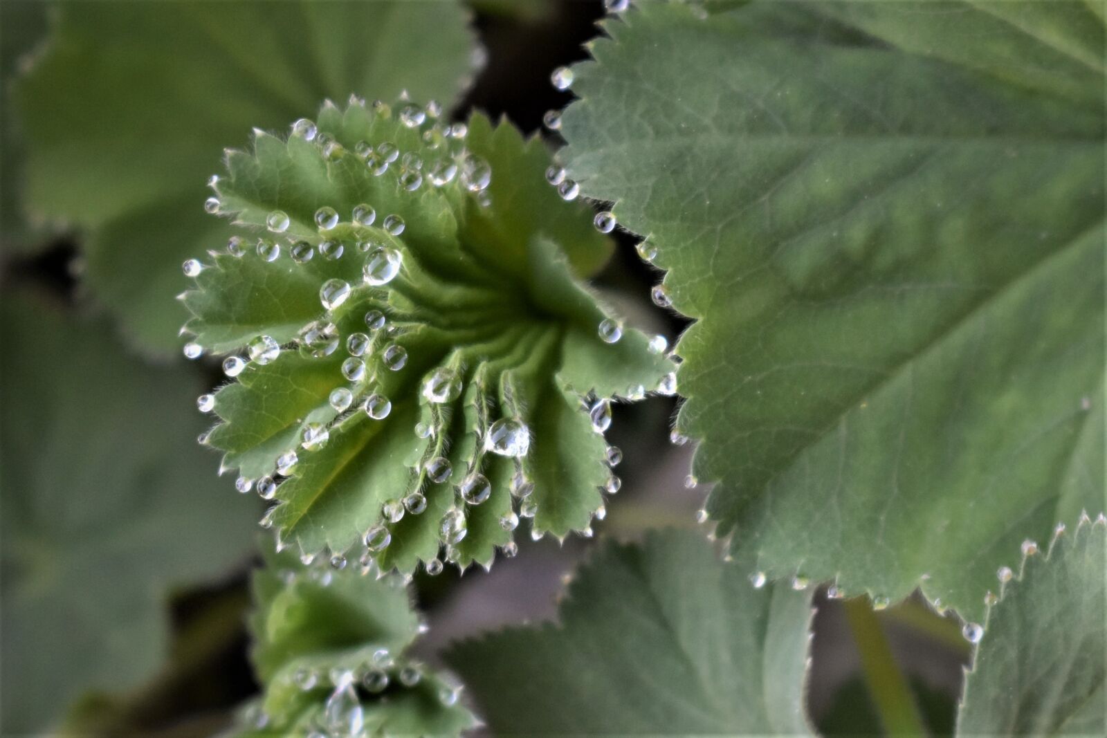 Nikon D5500 sample photo. Frauenmantel, plant, medicinal herb photography