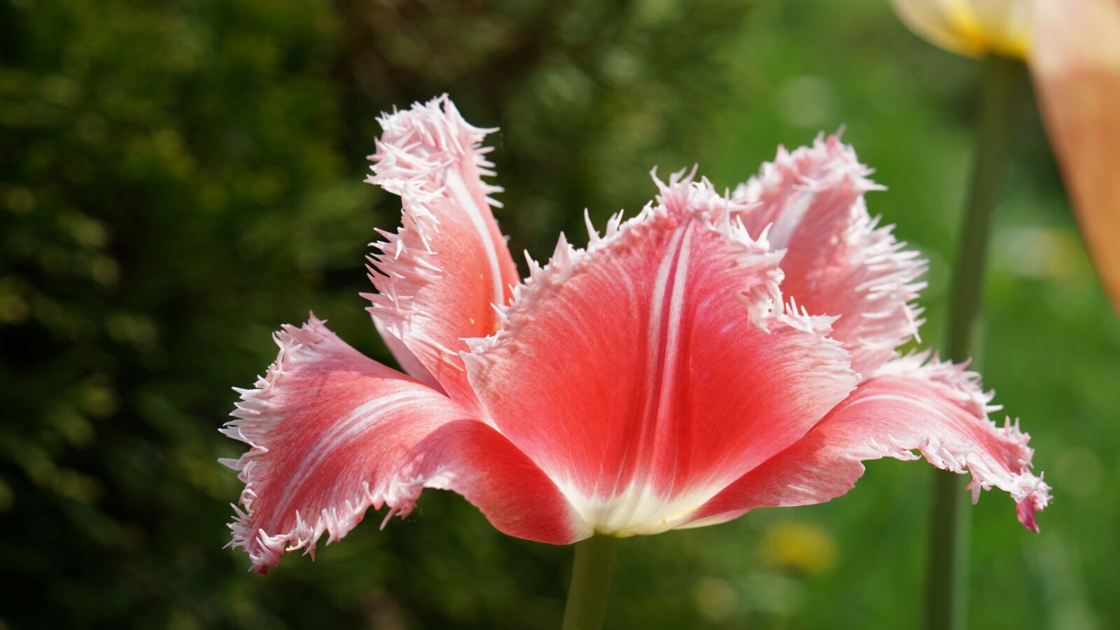 E 50mm F1.8 OSS sample photo. Tulip, pink, terry photography
