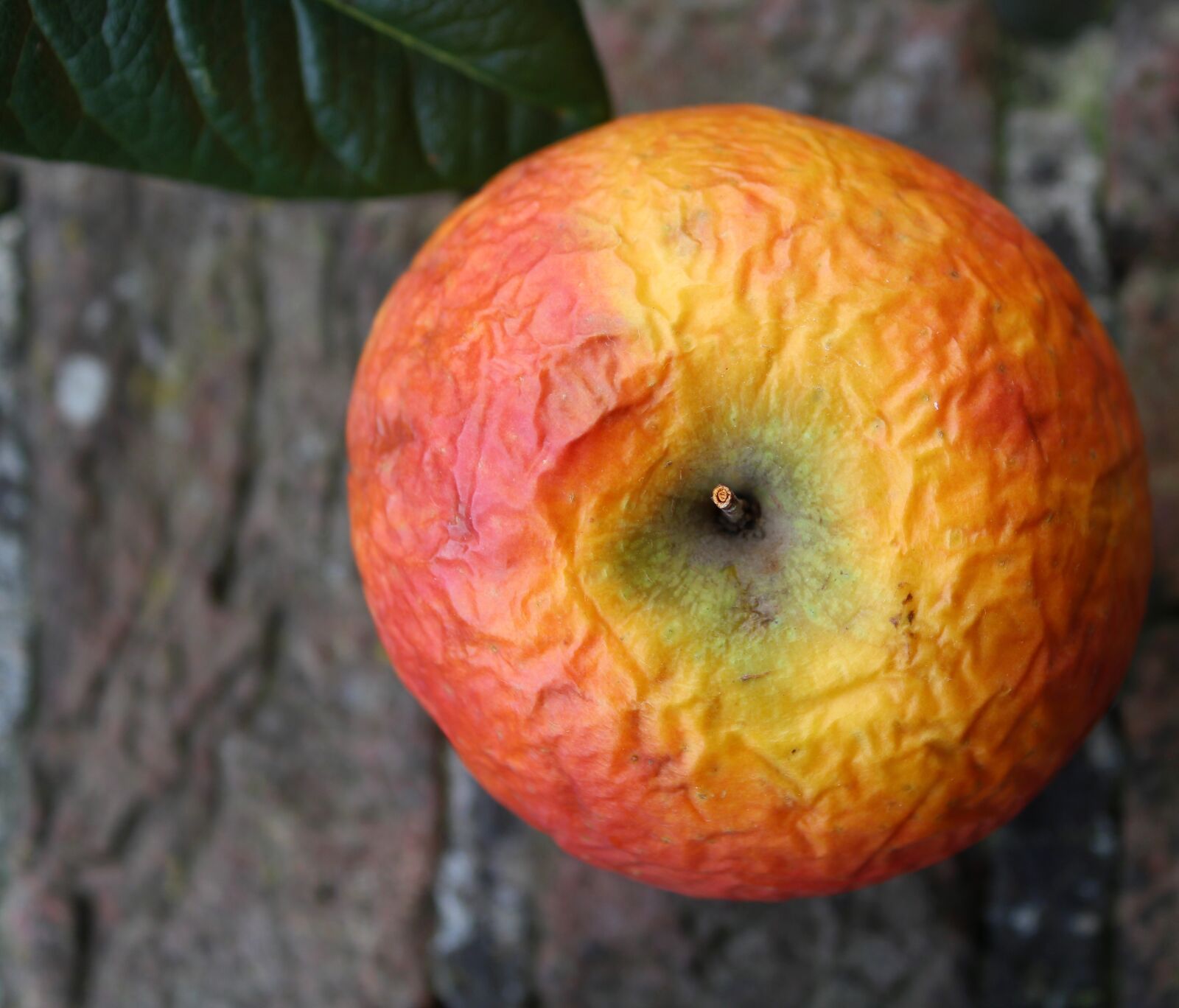 Canon EOS 2000D (EOS Rebel T7 / EOS Kiss X90 / EOS 1500D) sample photo. Old apple, fruit, apple photography