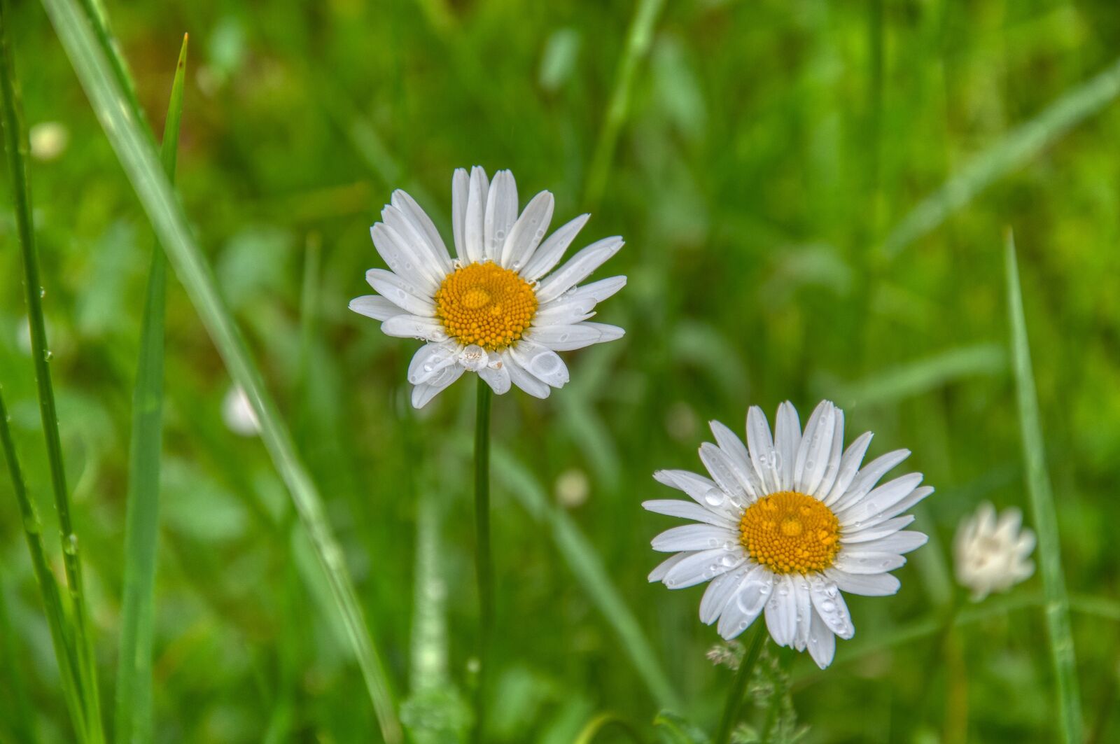 Nikon D5000 sample photo. Daisies, meadow, rain photography