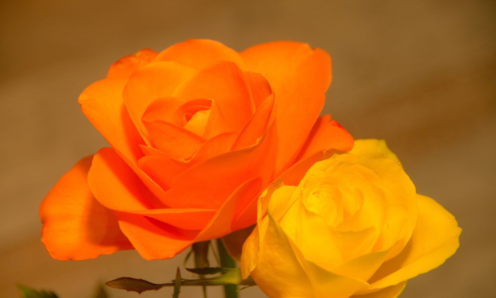 Sony SLT-A57 sample photo. Flower, rose, romance photography
