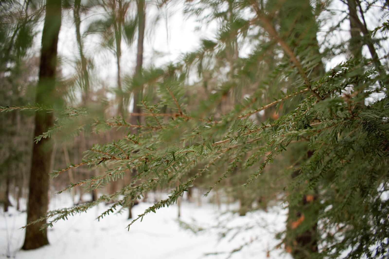 Nikon D3300 sample photo. Winter, christmas, evergreen photography