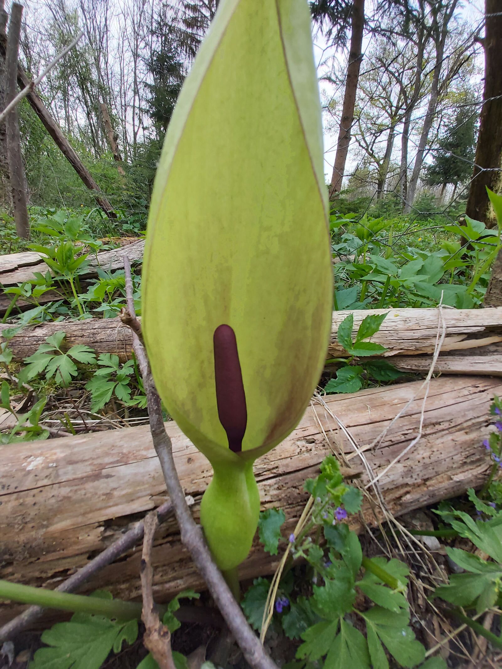 Samsung Galaxy A70 sample photo. Nature, vegetation, plant photography