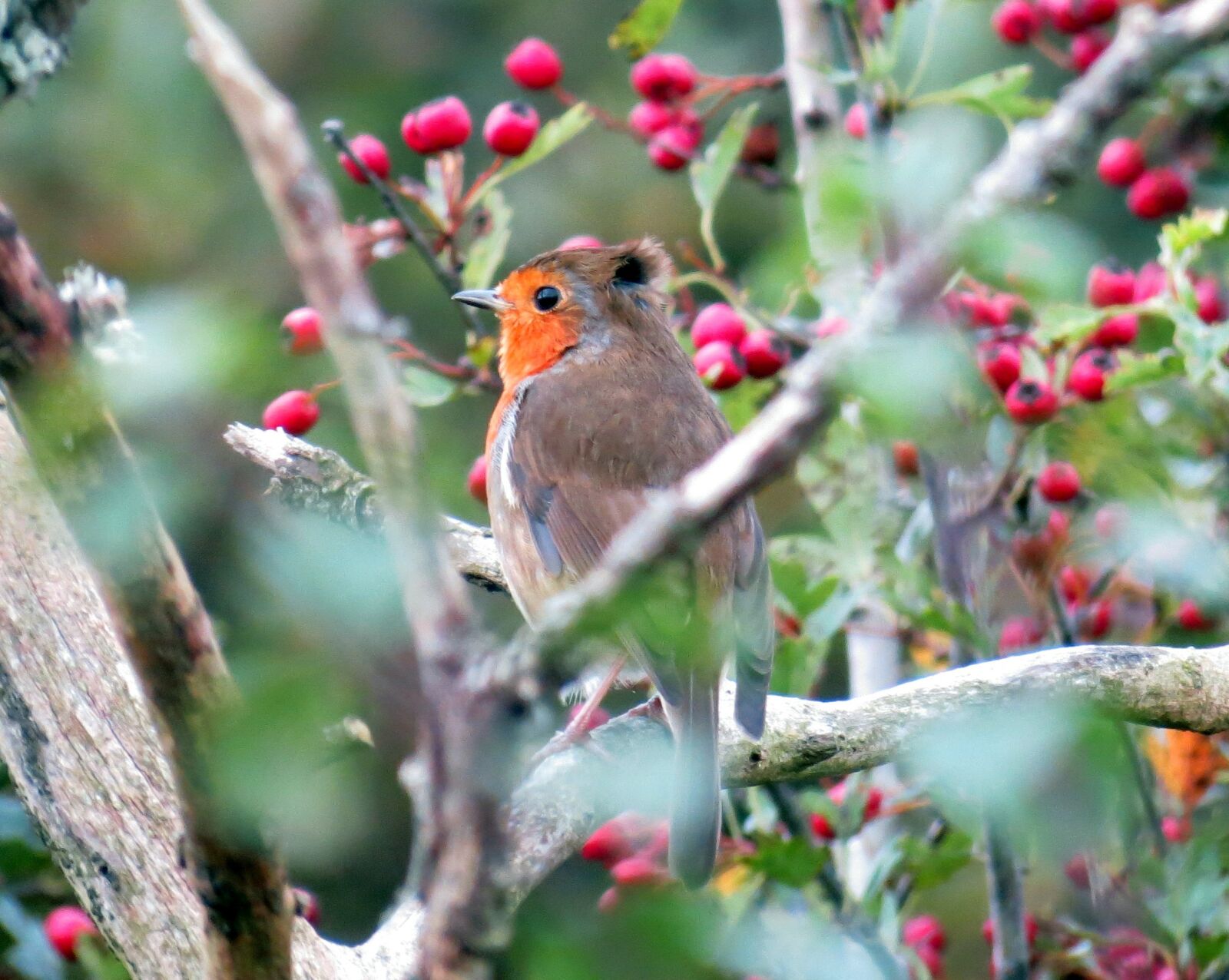 Canon PowerShot SX40 HS sample photo. Robin, european, bird photography