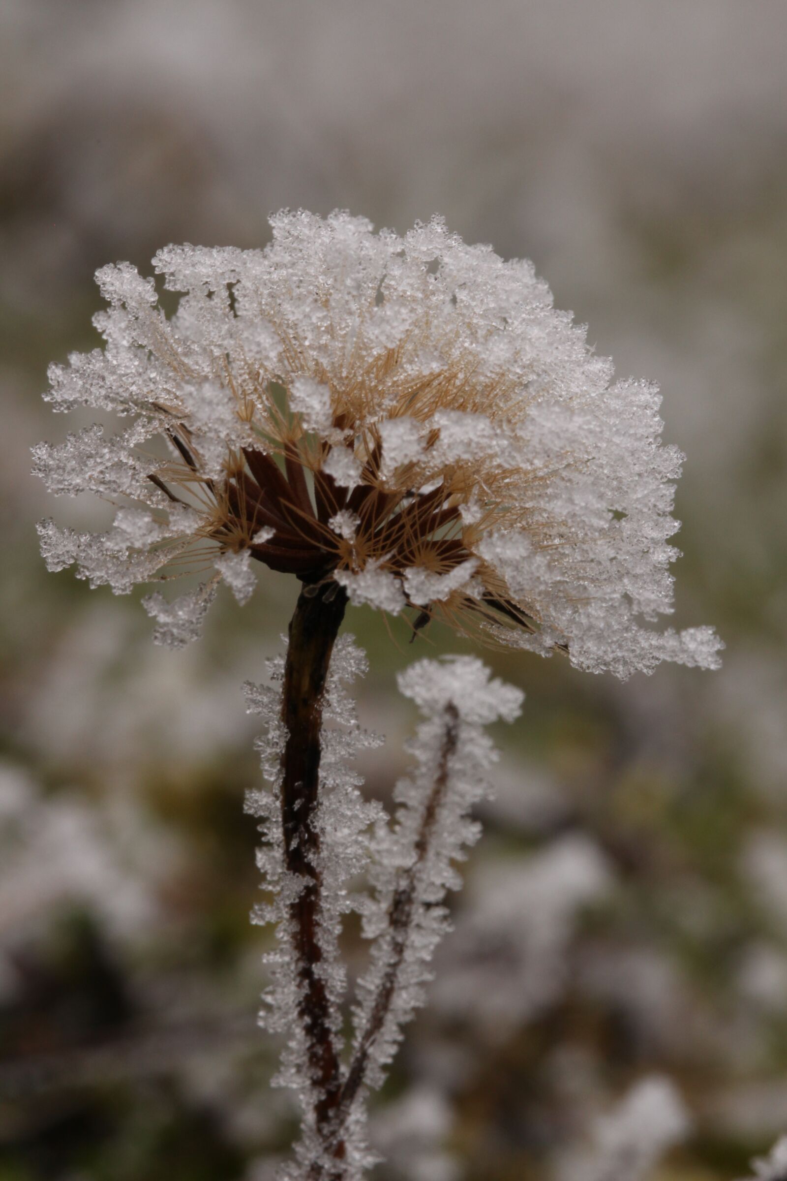 Canon EOS 700D (EOS Rebel T5i / EOS Kiss X7i) + Canon EF 100mm F2.8L Macro IS USM sample photo. Ice flowers, winter, eiskristalle photography