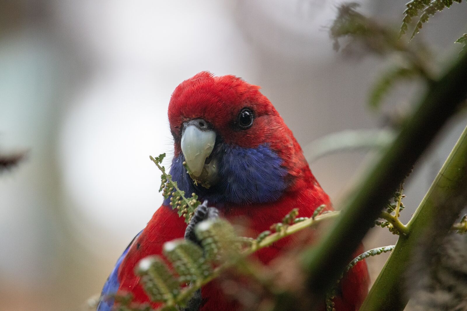 Canon EOS 200D (EOS Rebel SL2 / EOS Kiss X9) sample photo. Rosella, close up, bird photography