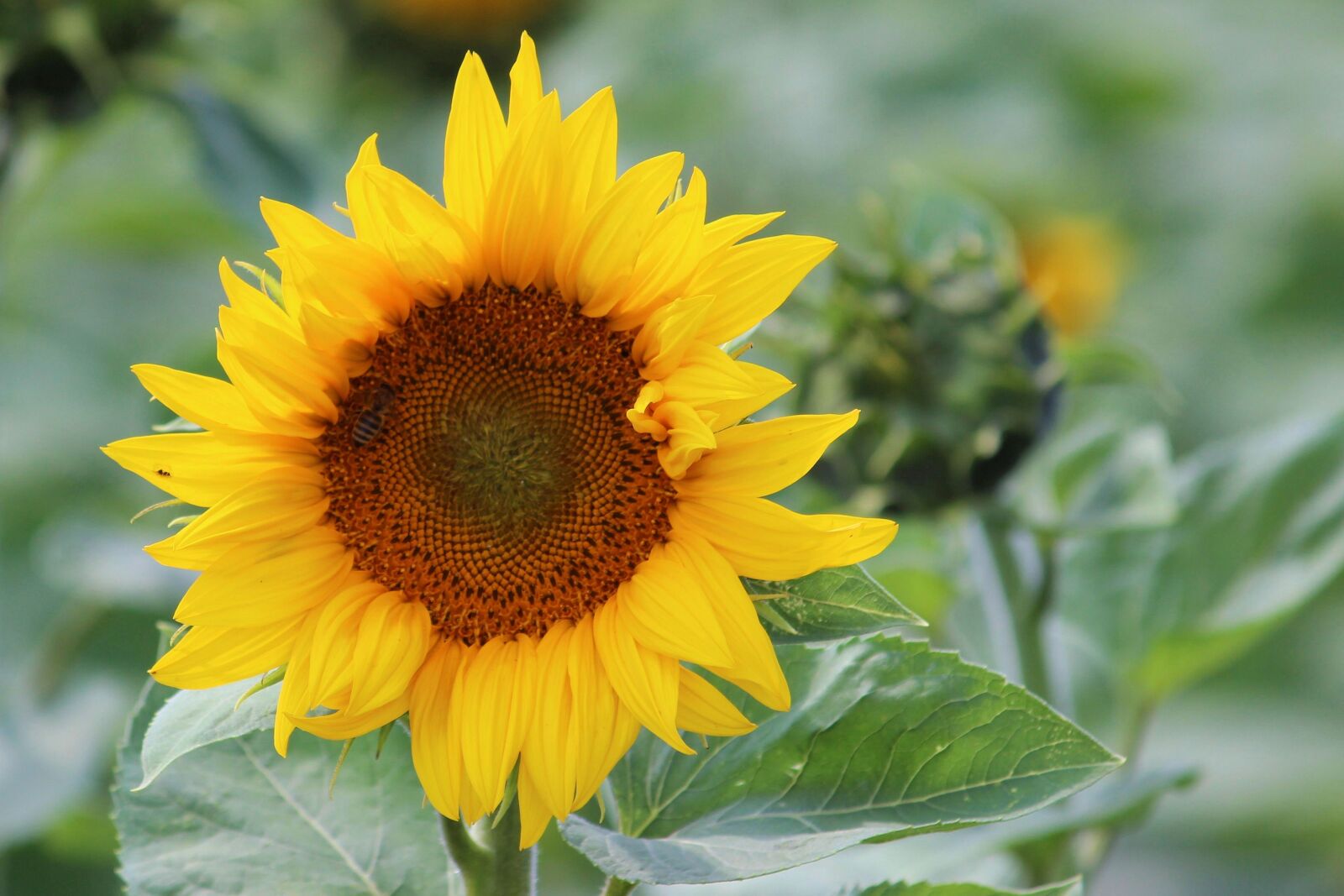 Canon EF-S 55-250mm F4-5.6 IS II sample photo. Sunflower, yellow, plant photography