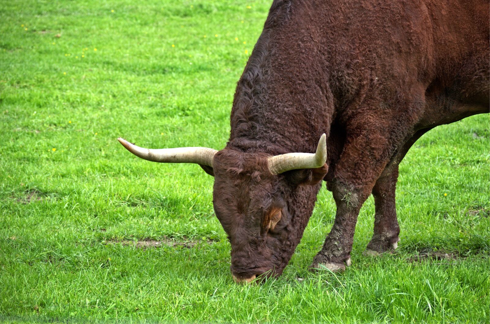 55.0-200.0mm f/4.0-f/5.6 sample photo. Beef, livestock, horns photography
