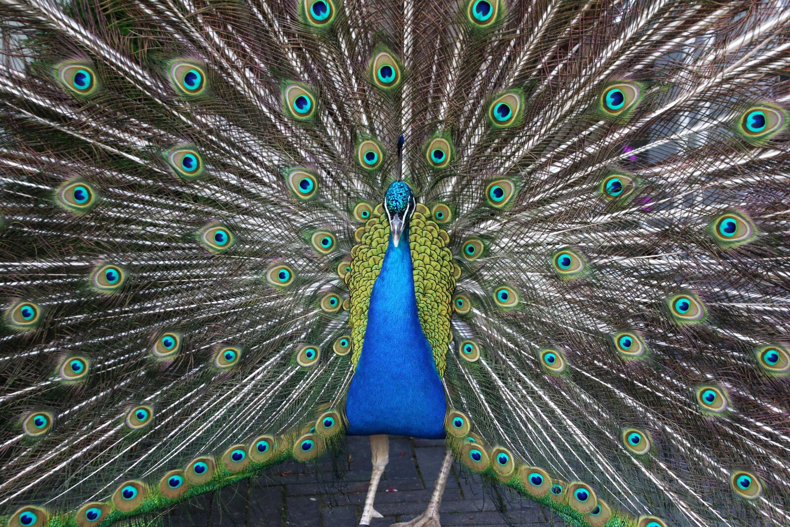 Canon EOS 7D Mark II sample photo. Animal, bird, blue, blue photography