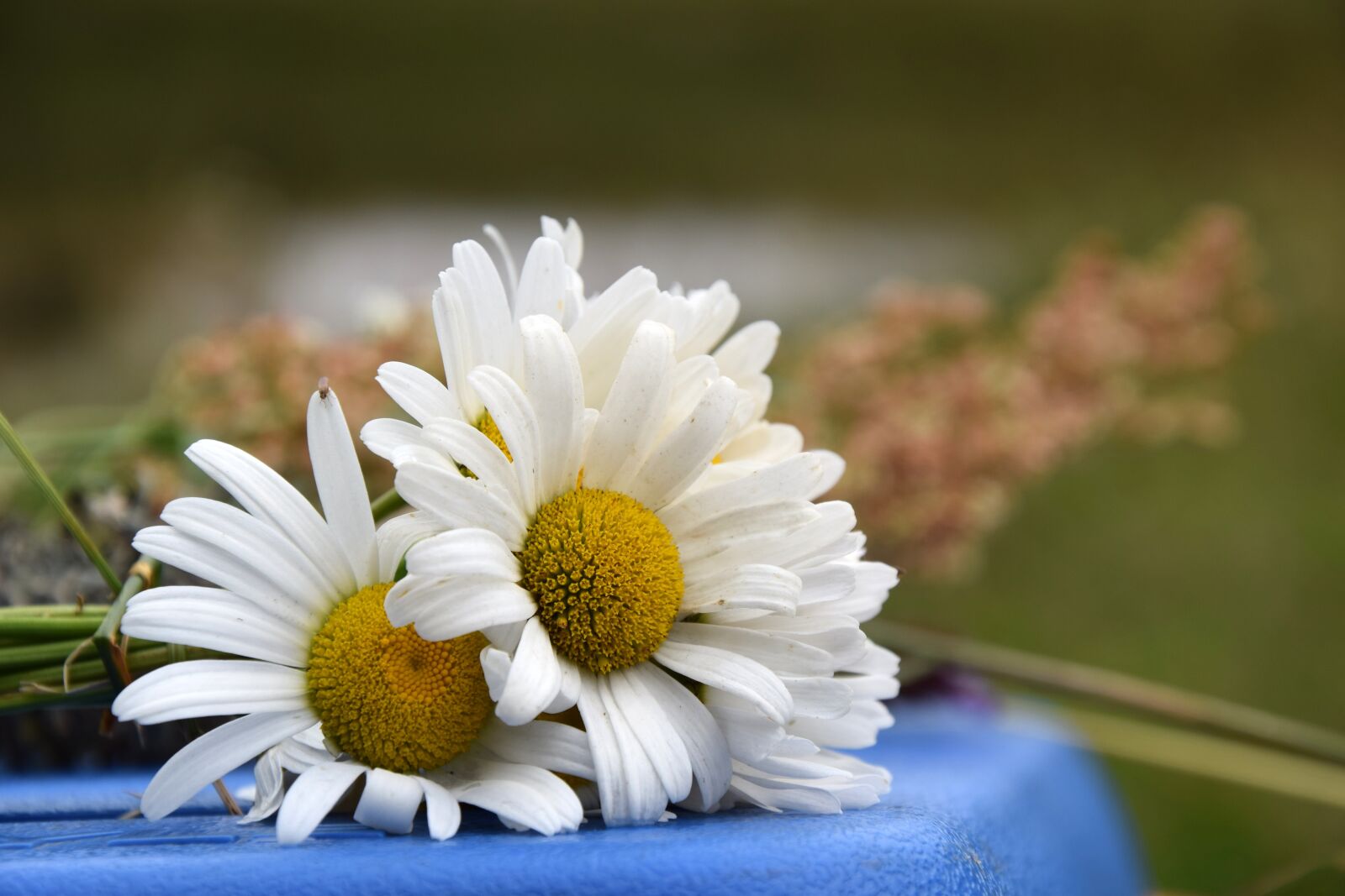 Nikon D5300 sample photo. Daisy, flower, white photography