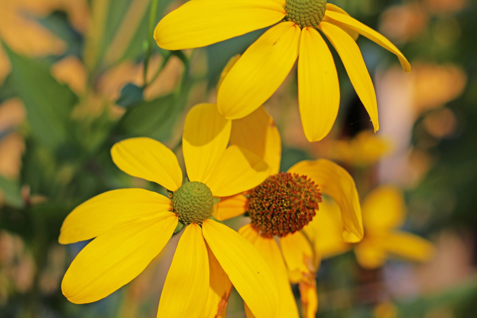 Canon EOS 700D (EOS Rebel T5i / EOS Kiss X7i) sample photo. Coneflower, shrub summer, yellow photography
