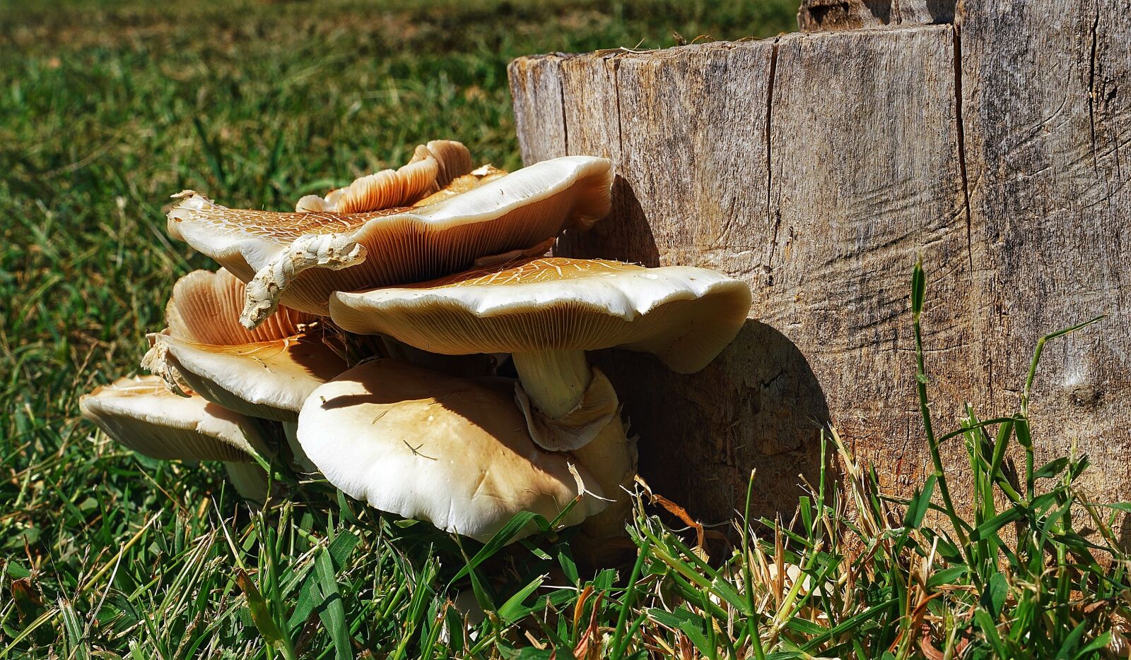 Sony a7R II + Sony FE 24-70mm F2.8 GM sample photo. Mushrooms, wild, wood photography