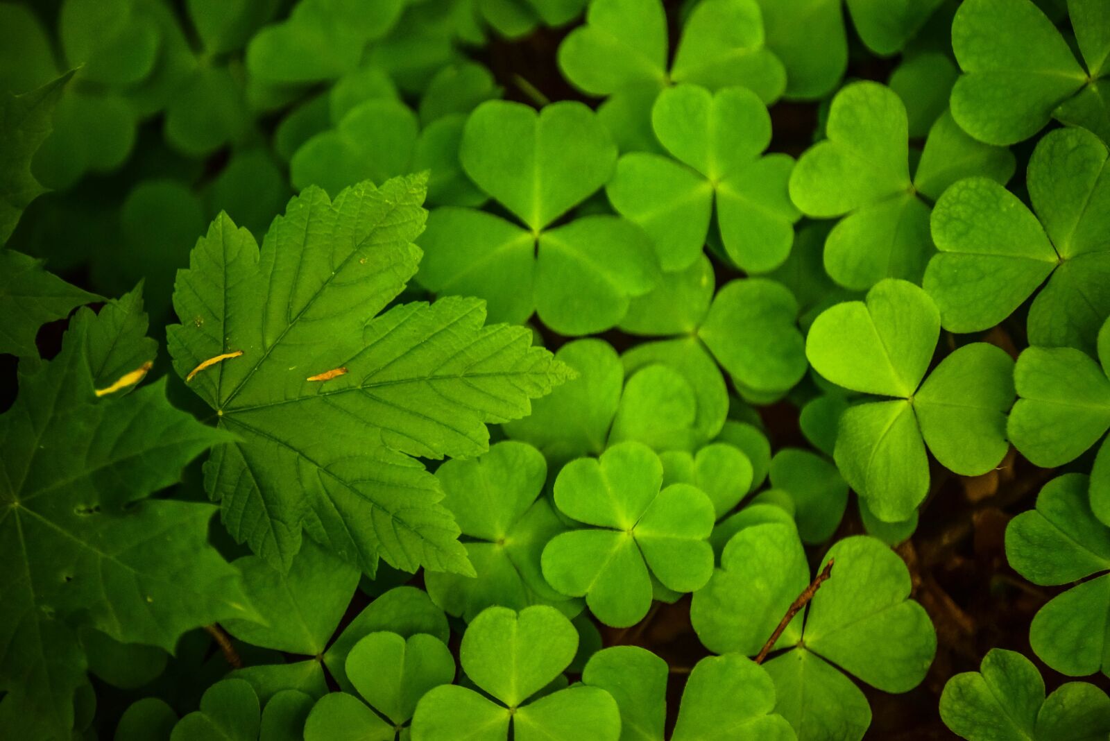 Nikon D5300 sample photo. Leaves, green, leaf photography