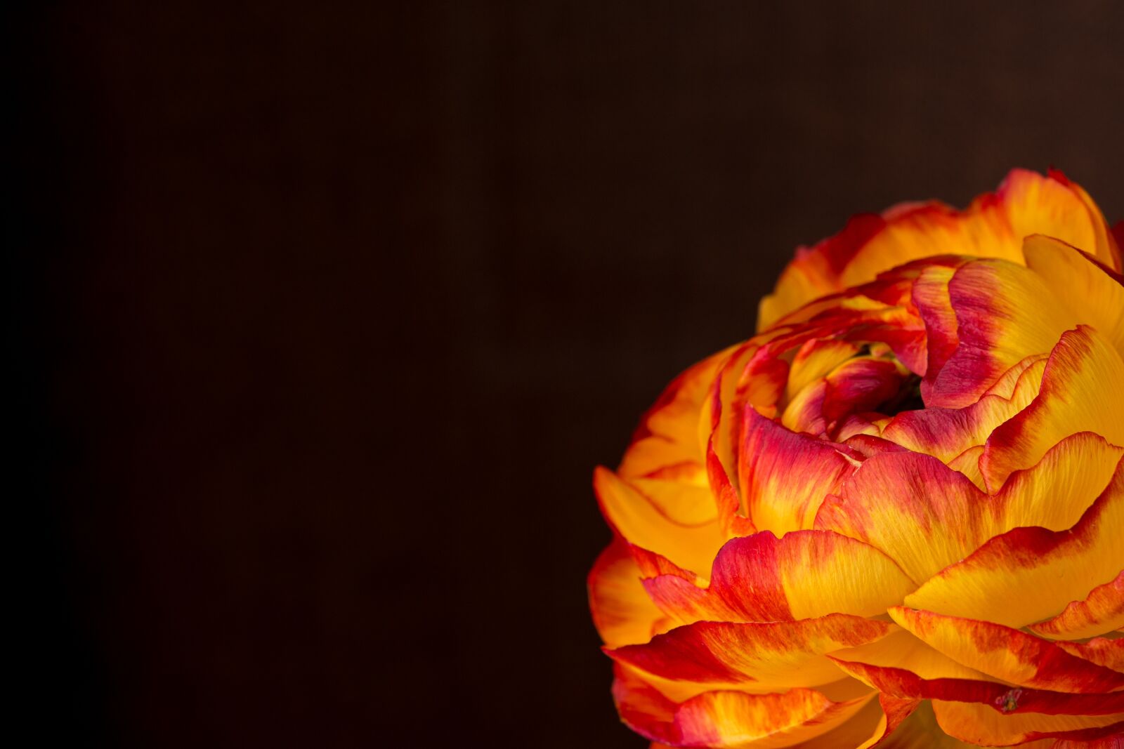 Nikon D7100 sample photo. Ranunculus, flower, blossom photography
