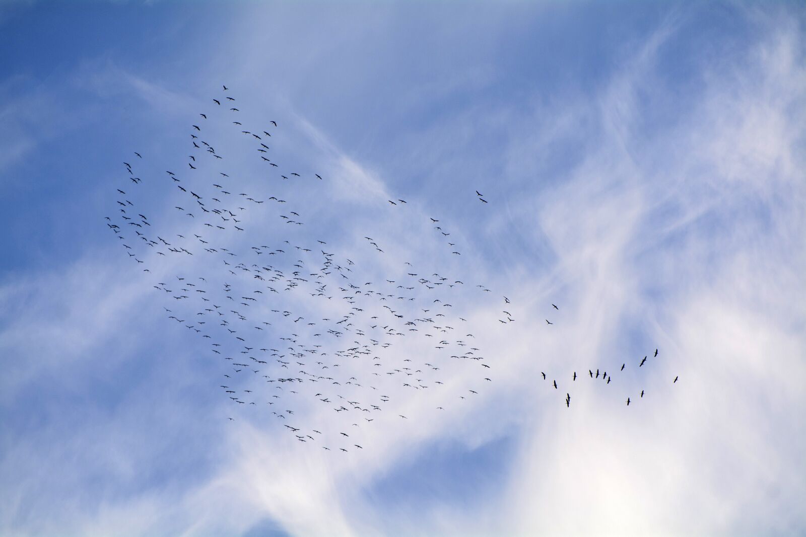 Nikon D7100 sample photo. Migratory birds, migratory bird photography