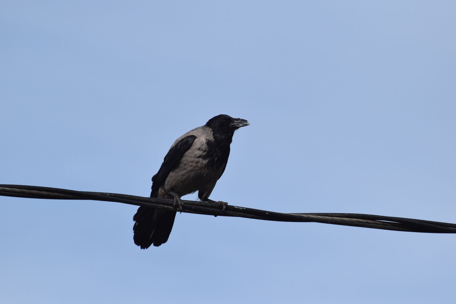 Nikon D5300 sample photo. Crow, gray, thread photography
