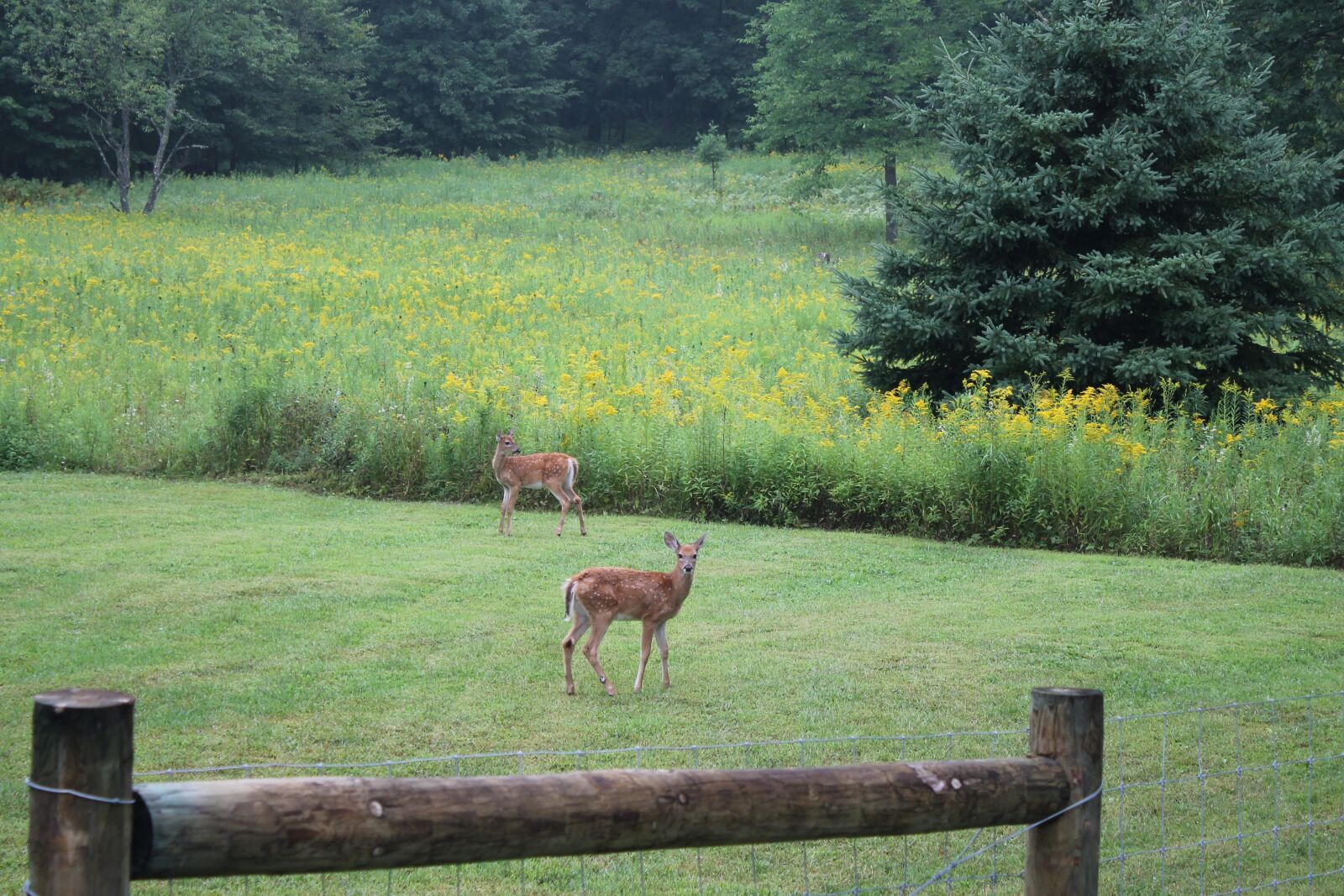 Canon EOS 1100D (EOS Rebel T3 / EOS Kiss X50) sample photo. Deer, nature, wild photography