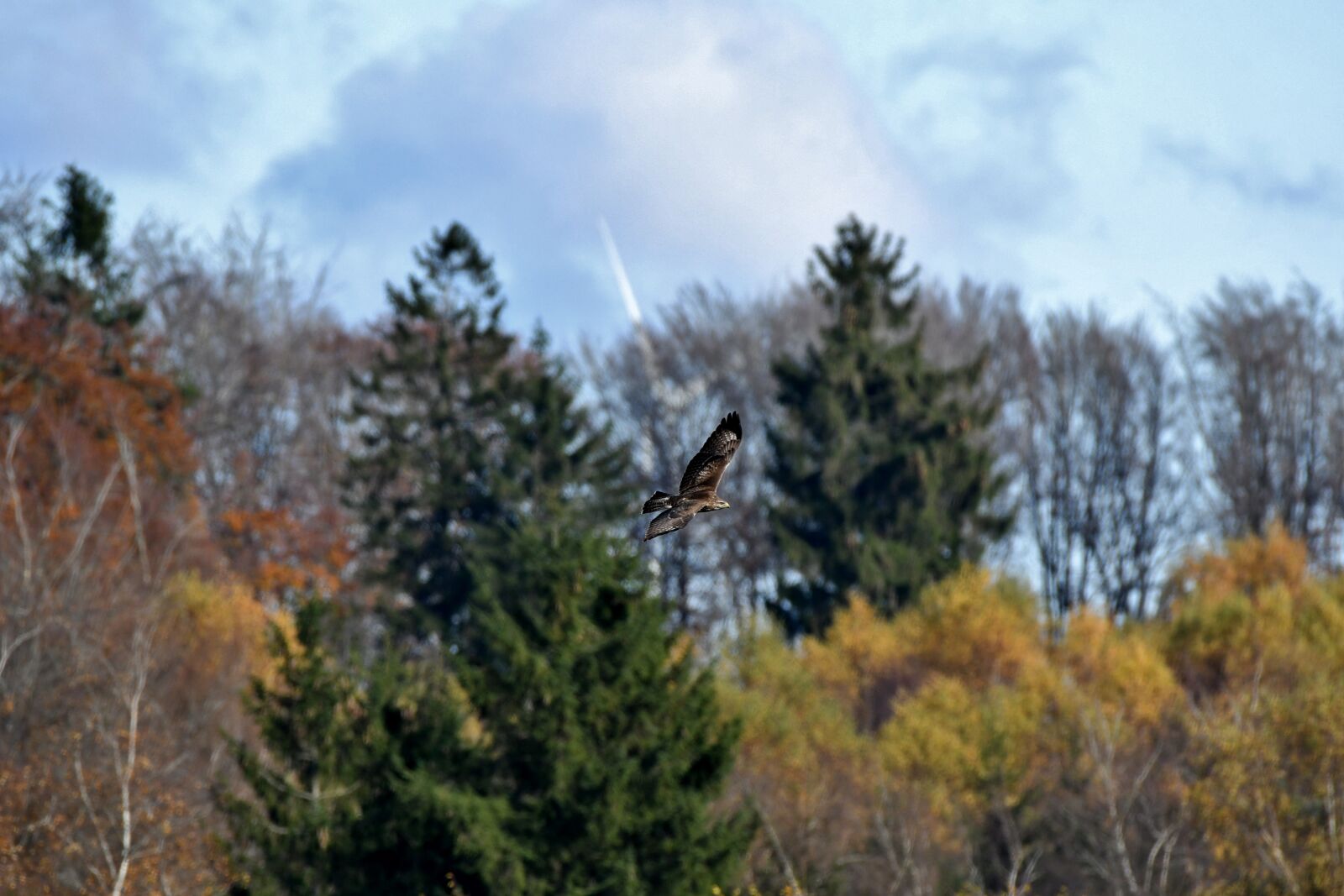 Nikon D500 sample photo. Common buzzard, bird of photography