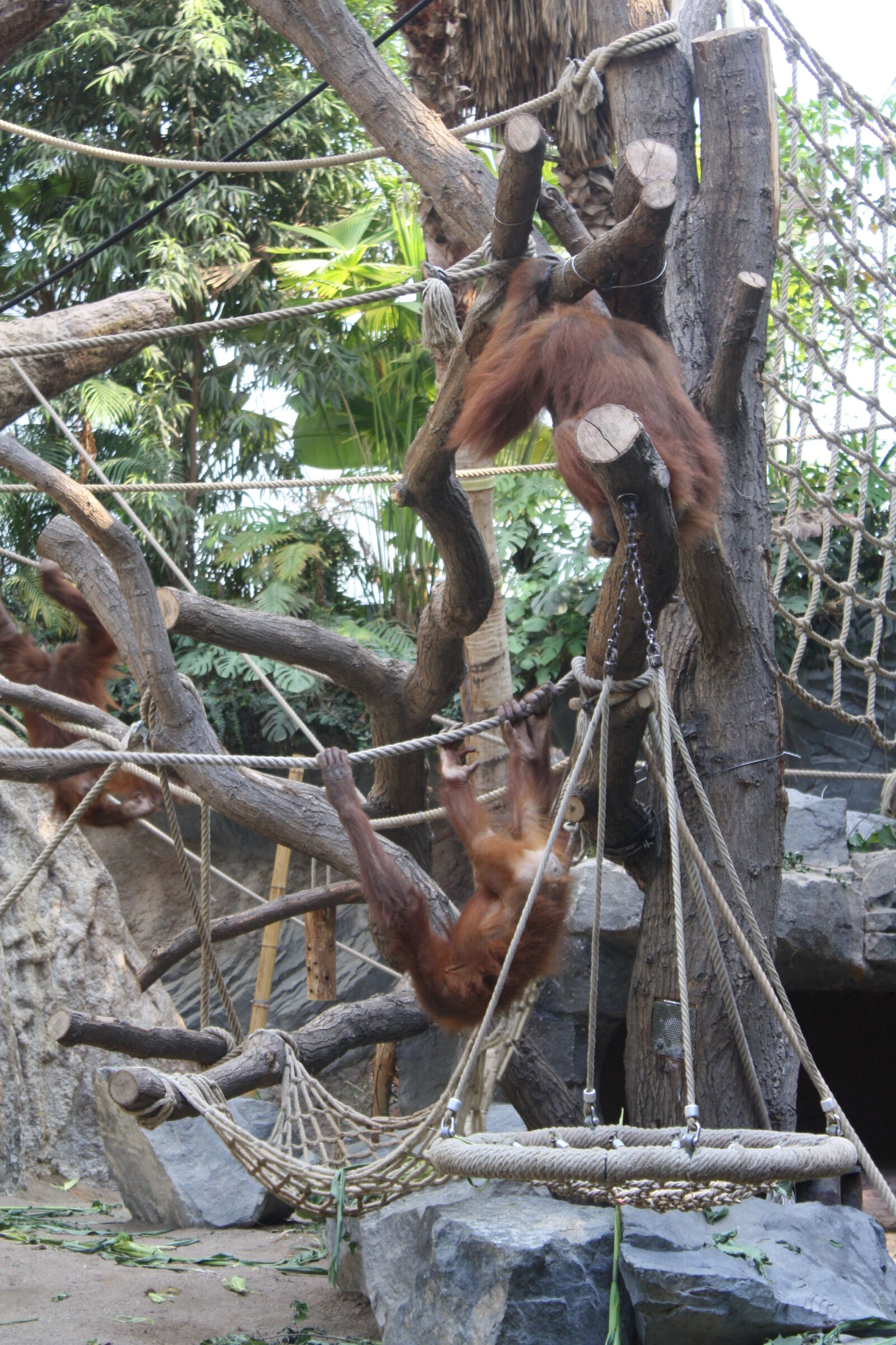 Canon EOS 1000D (EOS Digital Rebel XS / EOS Kiss F) sample photo. Monkey, orangutan, zoo photography