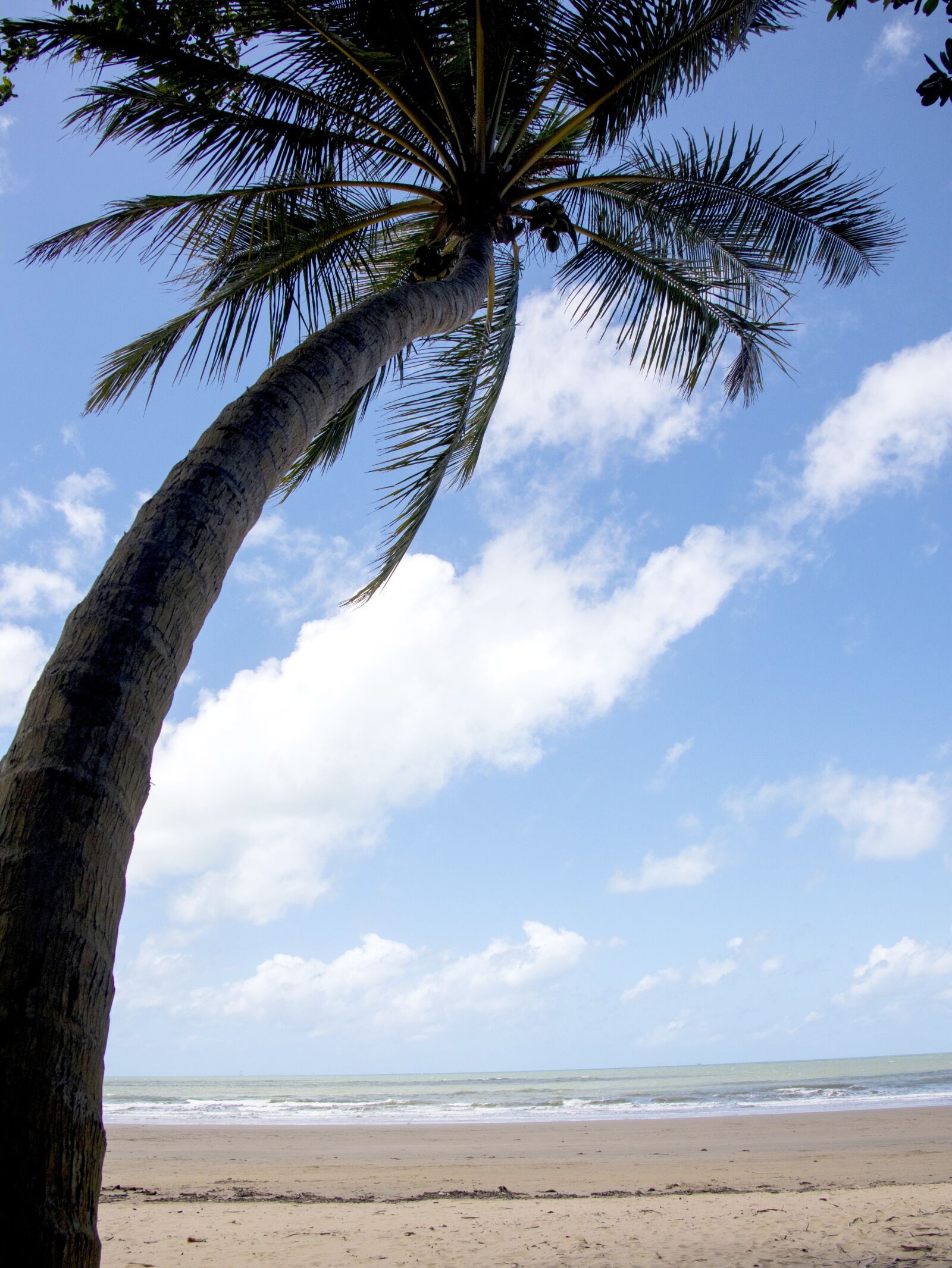 Canon EOS M6 sample photo. Palm tree, tropical, beach photography