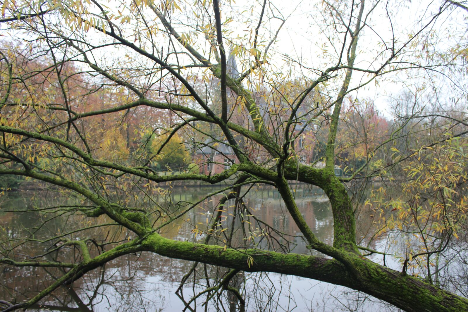 Canon EOS 600D (Rebel EOS T3i / EOS Kiss X5) sample photo. Tree, canal, belgium photography
