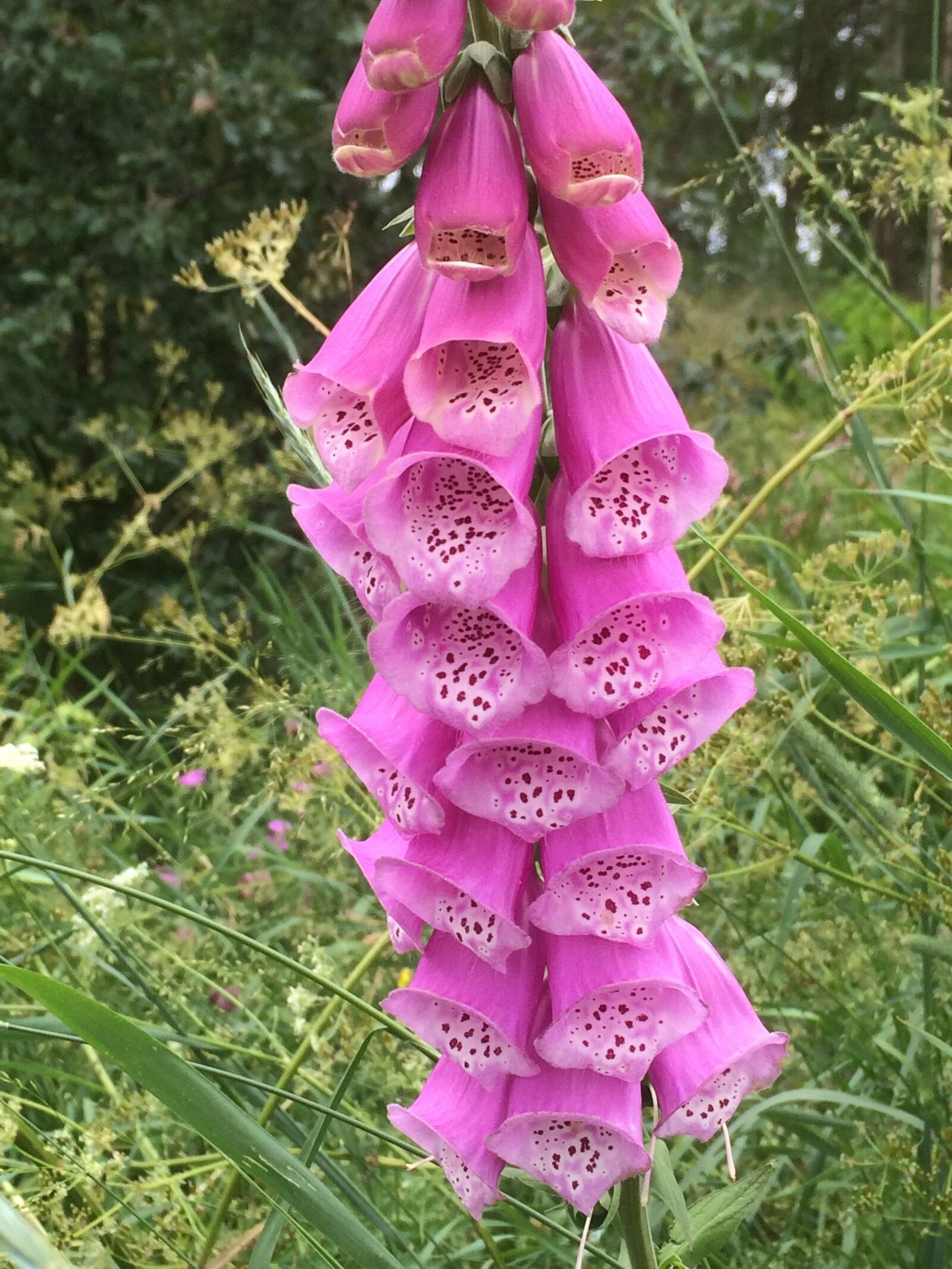 Apple iPhone 5s sample photo. Digitalis, foxglove, toxic flower photography