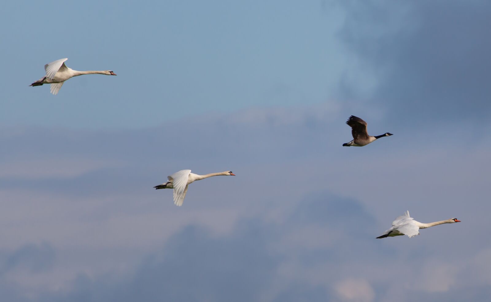 Canon EOS 5D Mark II + Canon EF 100-400mm F4.5-5.6L IS II USM sample photo. Swans in flight, swan photography