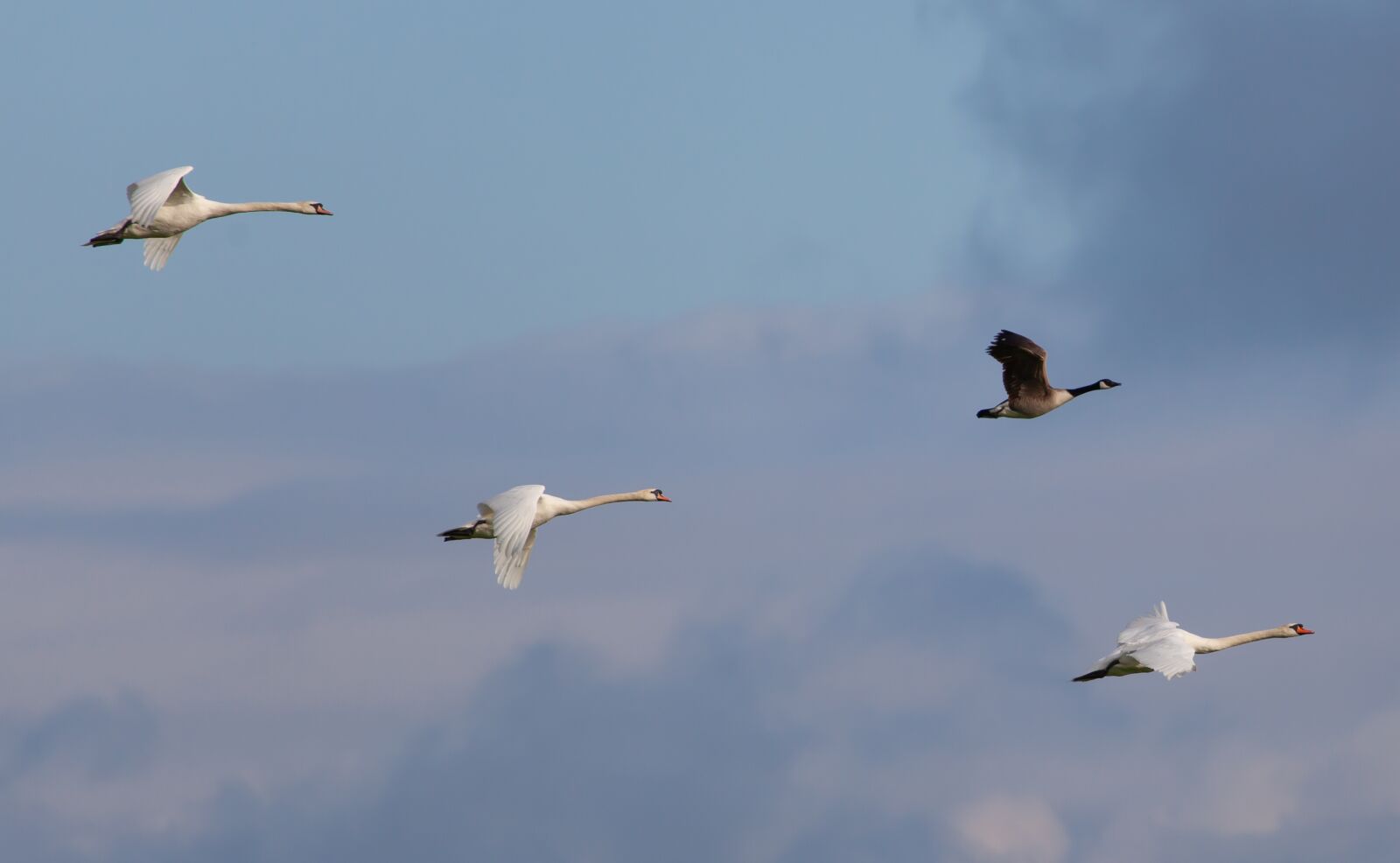 Canon EOS 5D Mark II sample photo. Swans in flight, swan photography