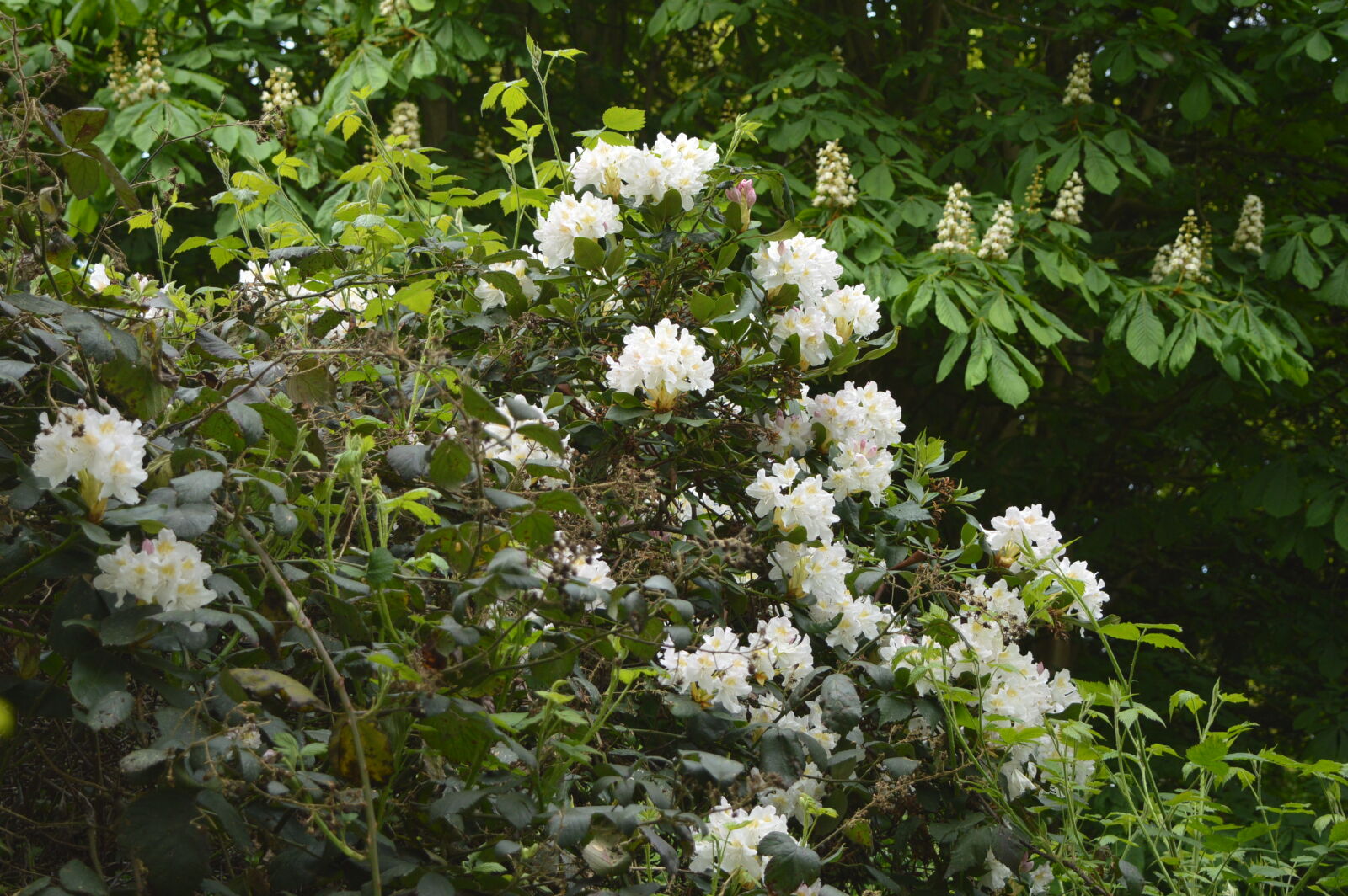 Nikon D3200 sample photo