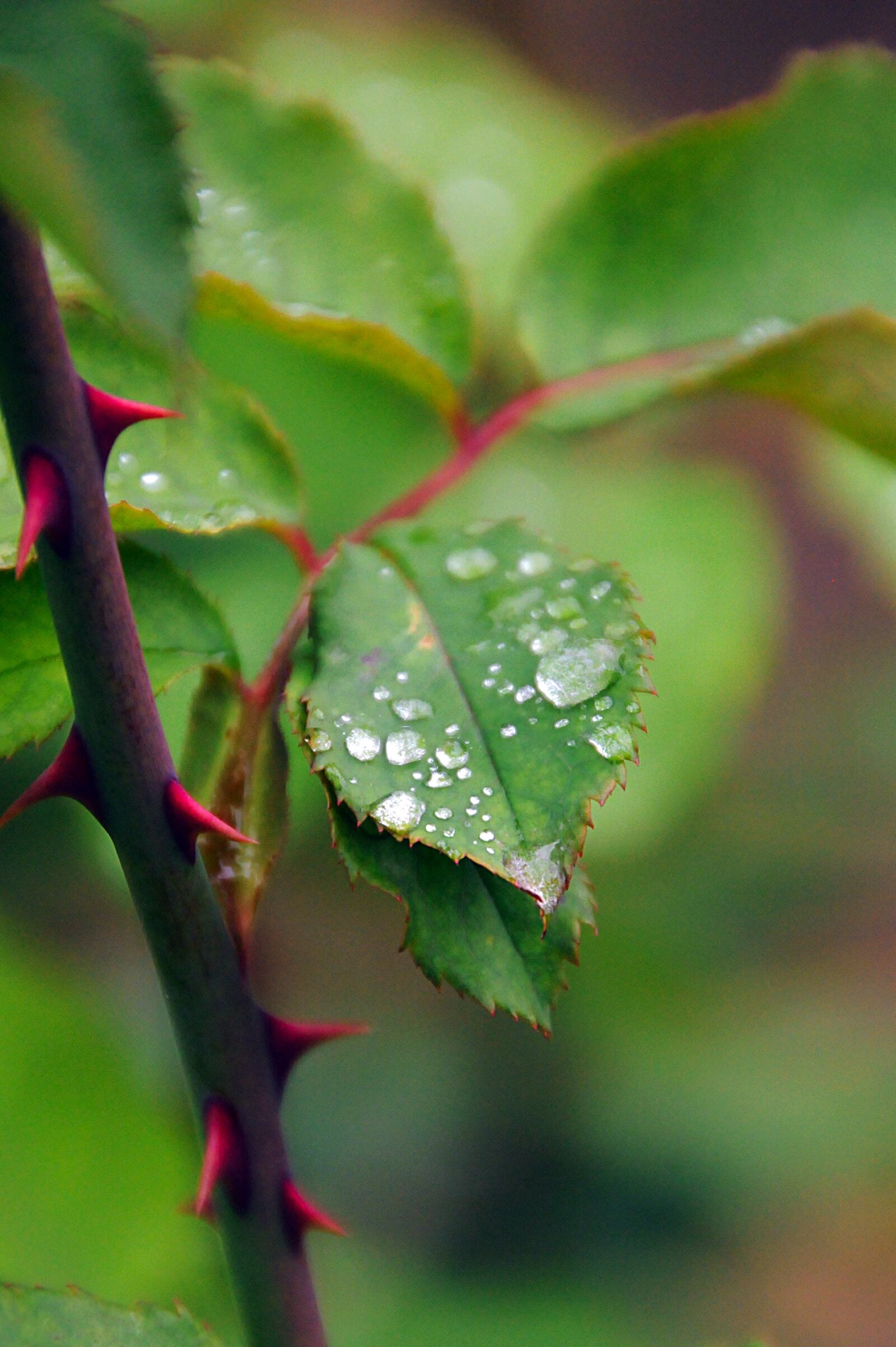 Nikon D3200 sample photo. Dew-drop, green, foliage photography