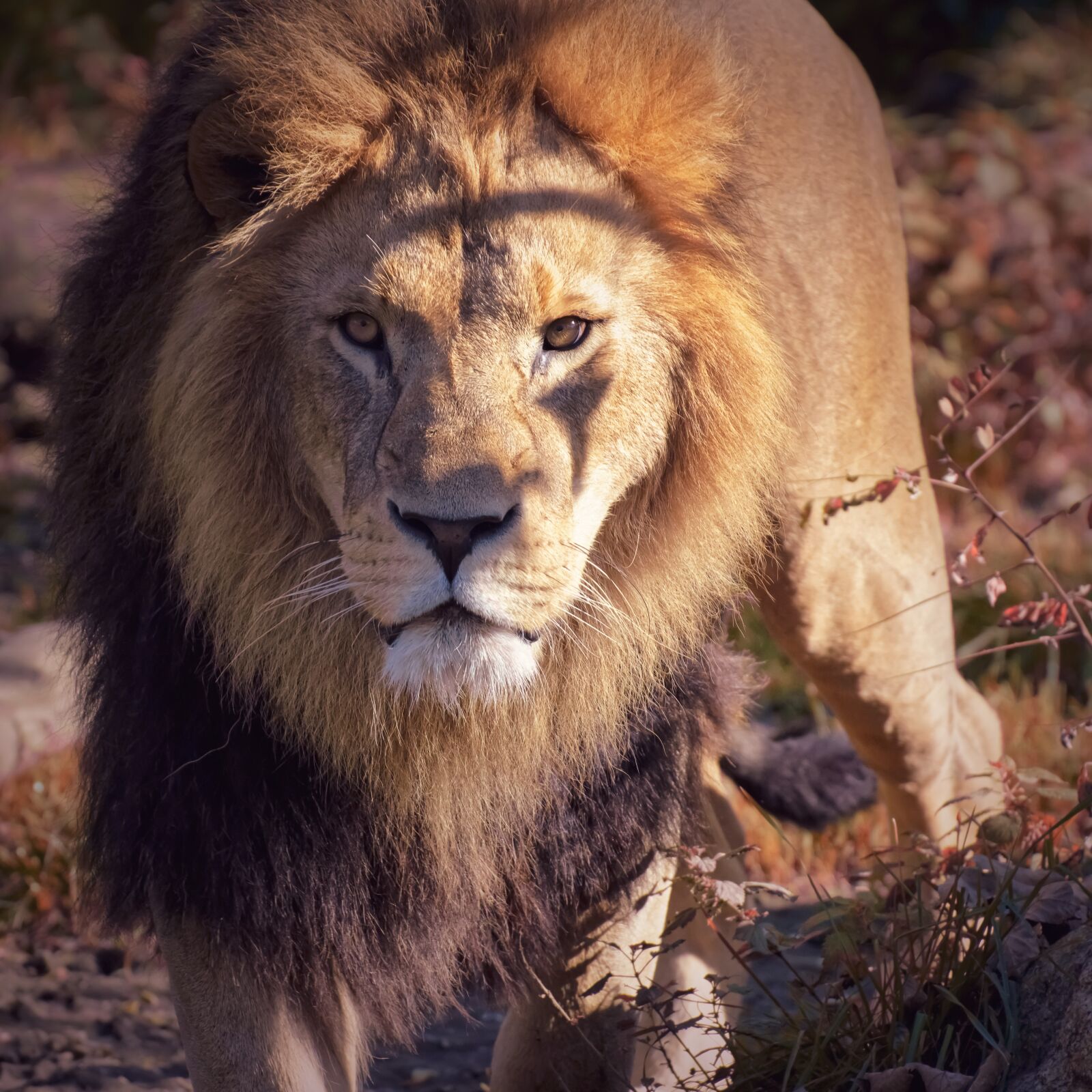 Nikon D7200 sample photo. Lion, predator, dangerous photography