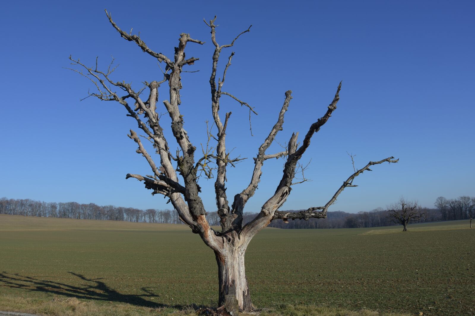 Nikon D7200 sample photo. Winter, dead plant, tree photography