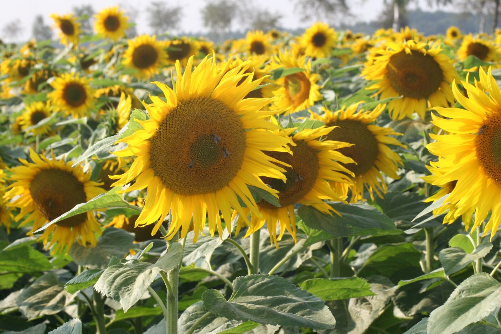 Canon EOS 20D sample photo. Sunflower, blossom, bloom photography