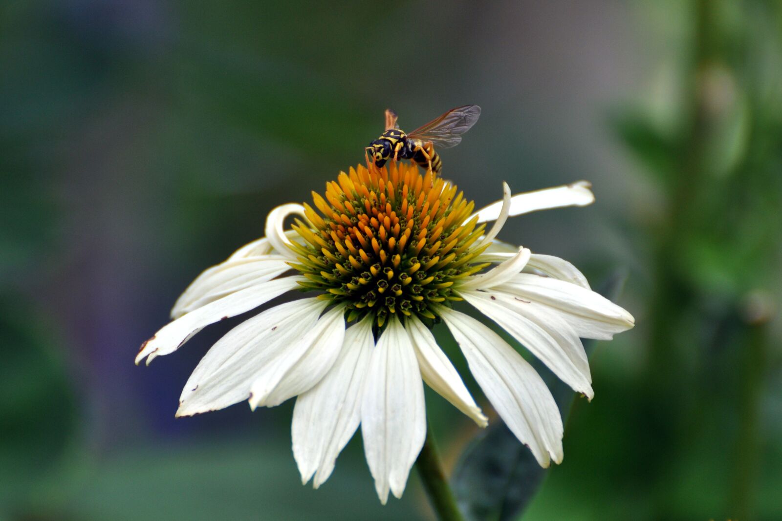 Nikon D90 sample photo. Coneflower, echinacea, native flower photography