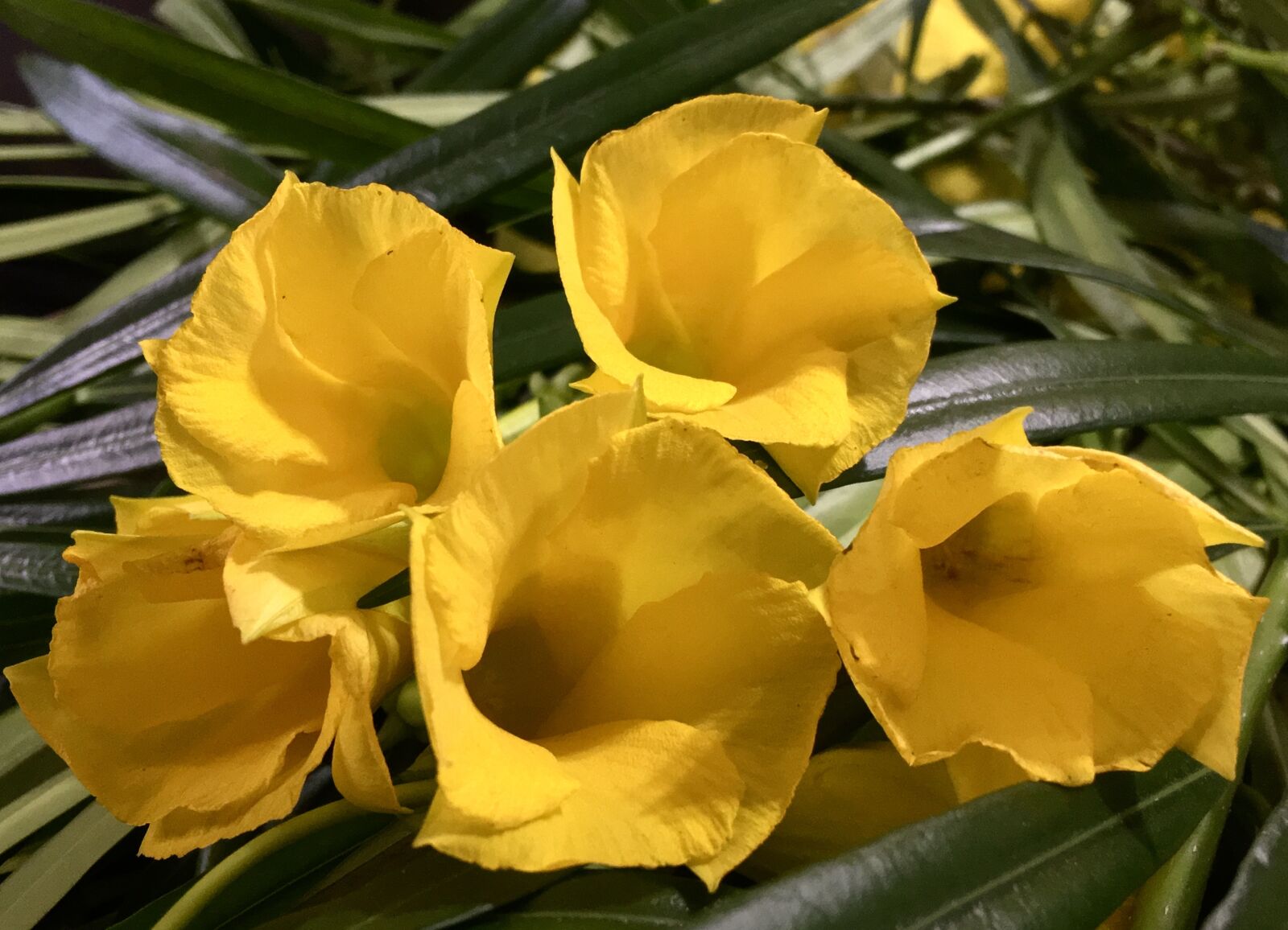 Apple iPhone 6s Plus sample photo. Petals yellow, yellow, flower photography