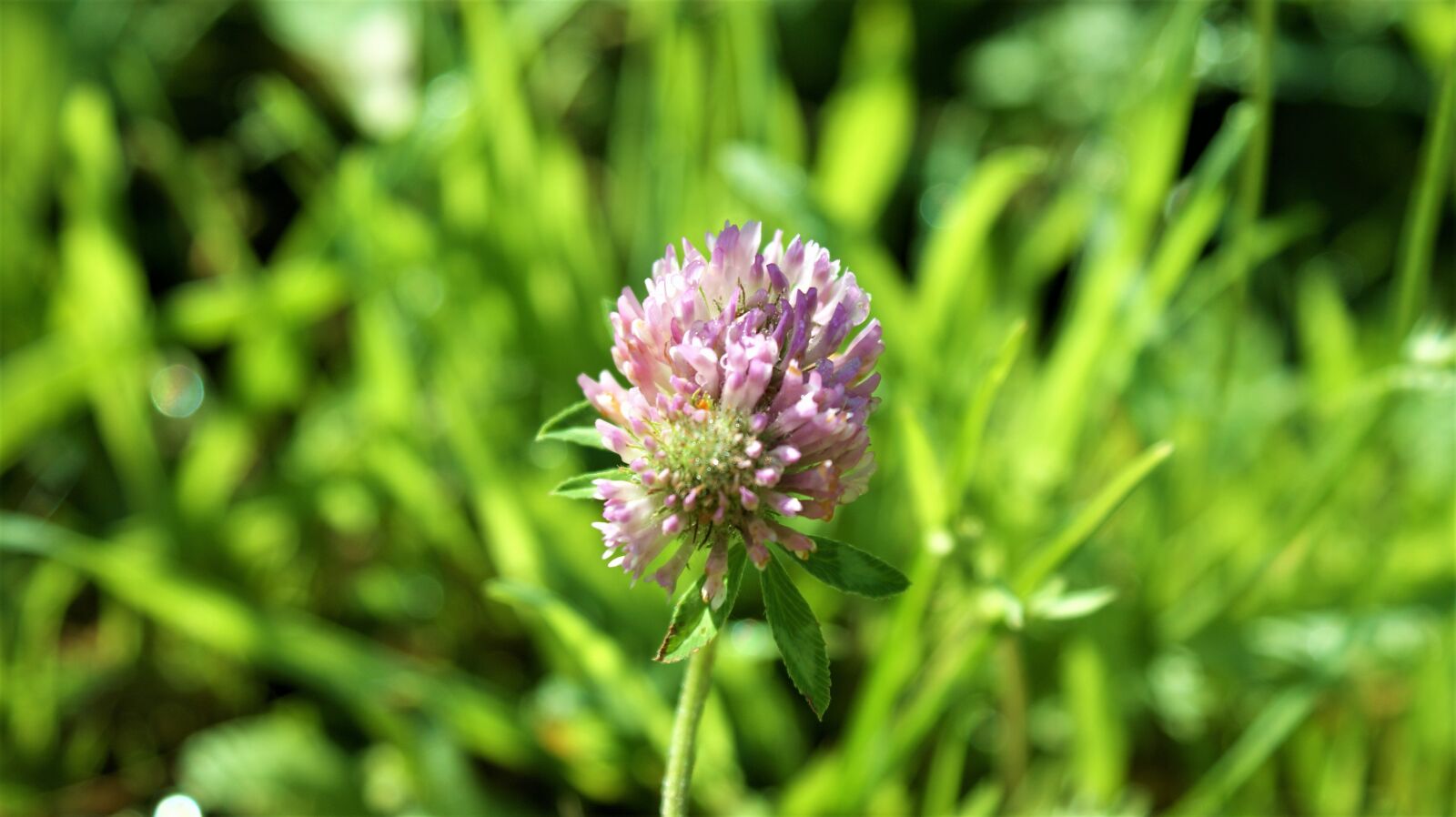 Sony Alpha DSLR-A350 sample photo. Clover, flower, purple photography