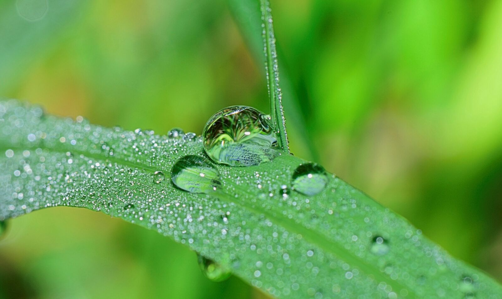 Nikon D5300 sample photo. Nature, drops, plant photography