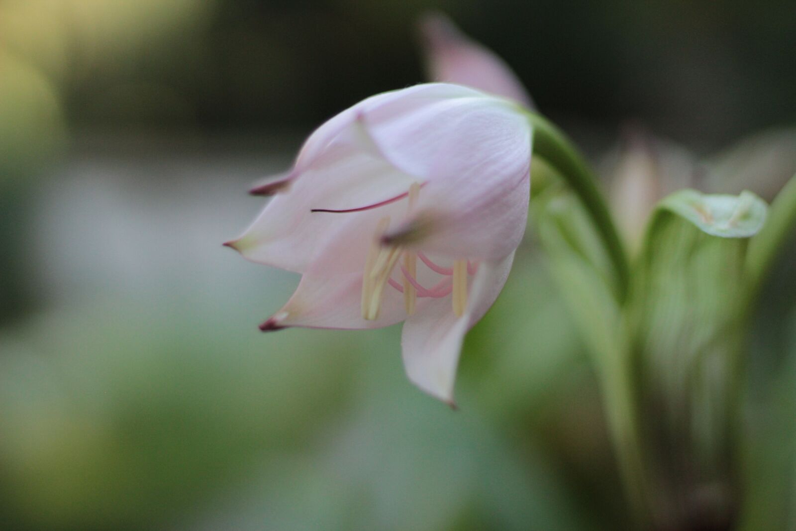 Canon EF 50mm F1.4 USM sample photo. Calyx, tender, flower photography