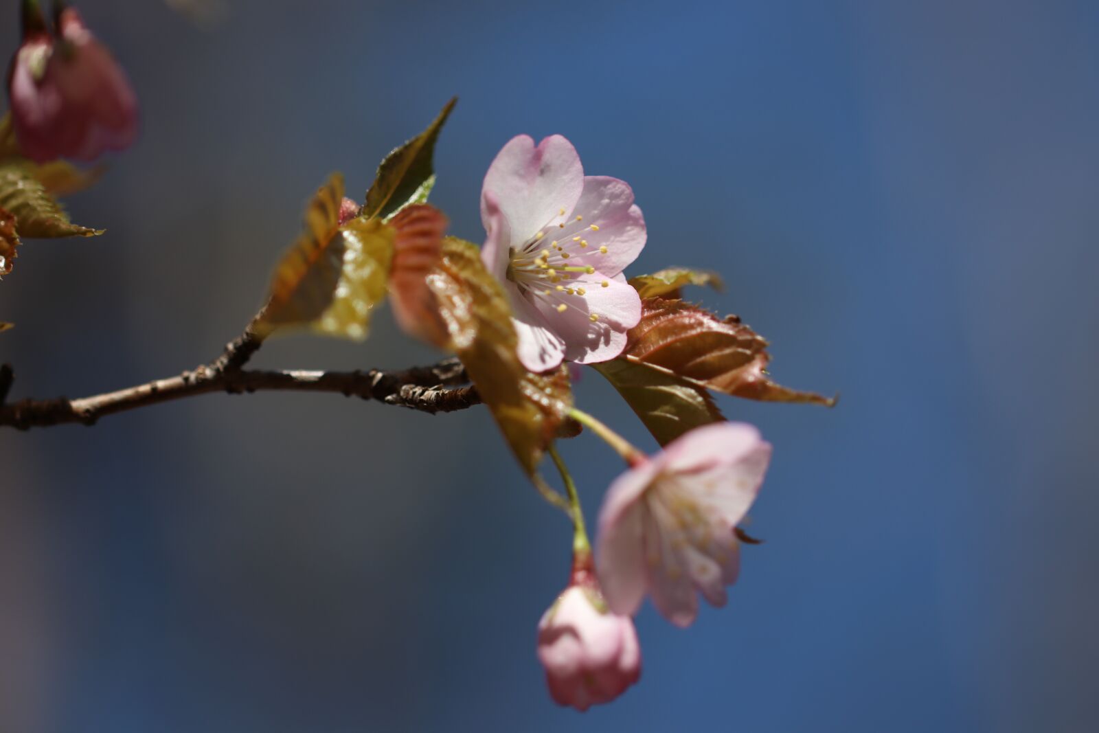 Canon EOS 80D sample photo. Flower, spring, sakura photography