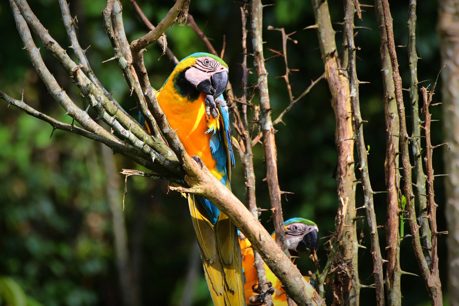 Canon EOS 80D sample photo. Parrot, macaw, bird photography