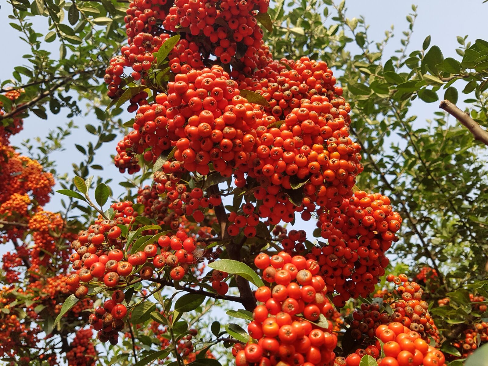 Samsung Galaxy S7 sample photo. Autumn, fruit, nature photography