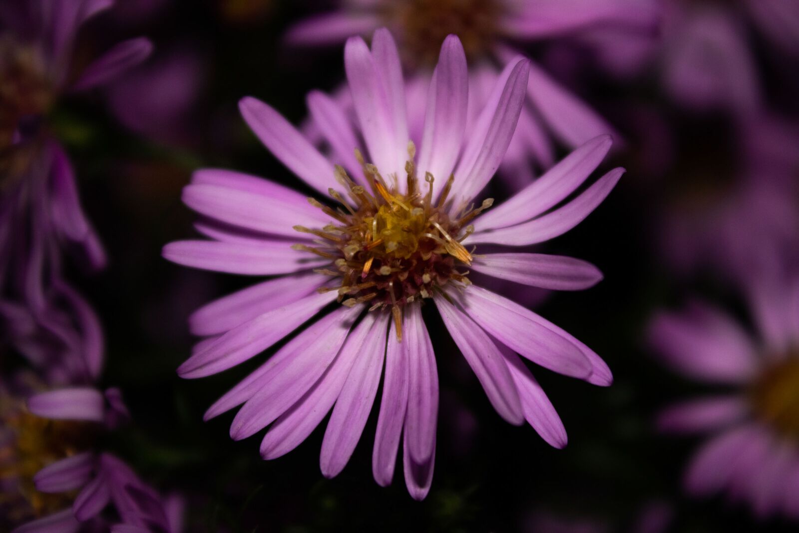 Canon EOS 2000D (EOS Rebel T7 / EOS Kiss X90 / EOS 1500D) sample photo. Flower, purple flower, purple photography