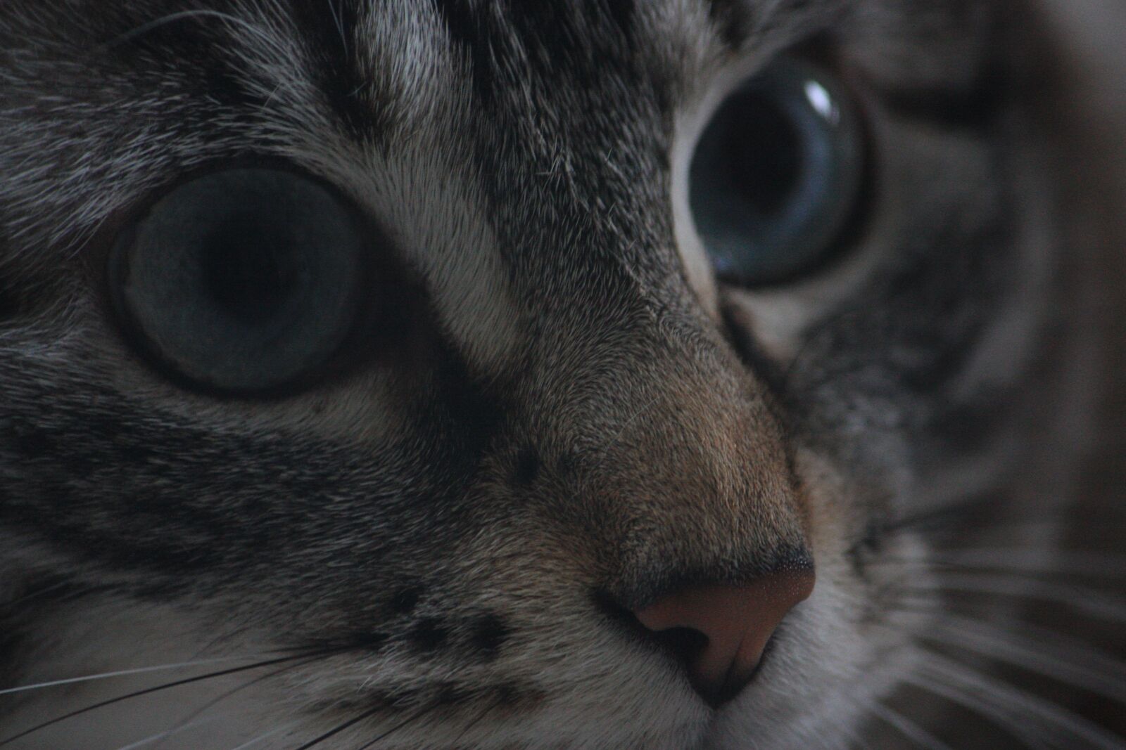 Canon EOS 450D (EOS Rebel XSi / EOS Kiss X2) sample photo. Portrait, cat, eyes photography
