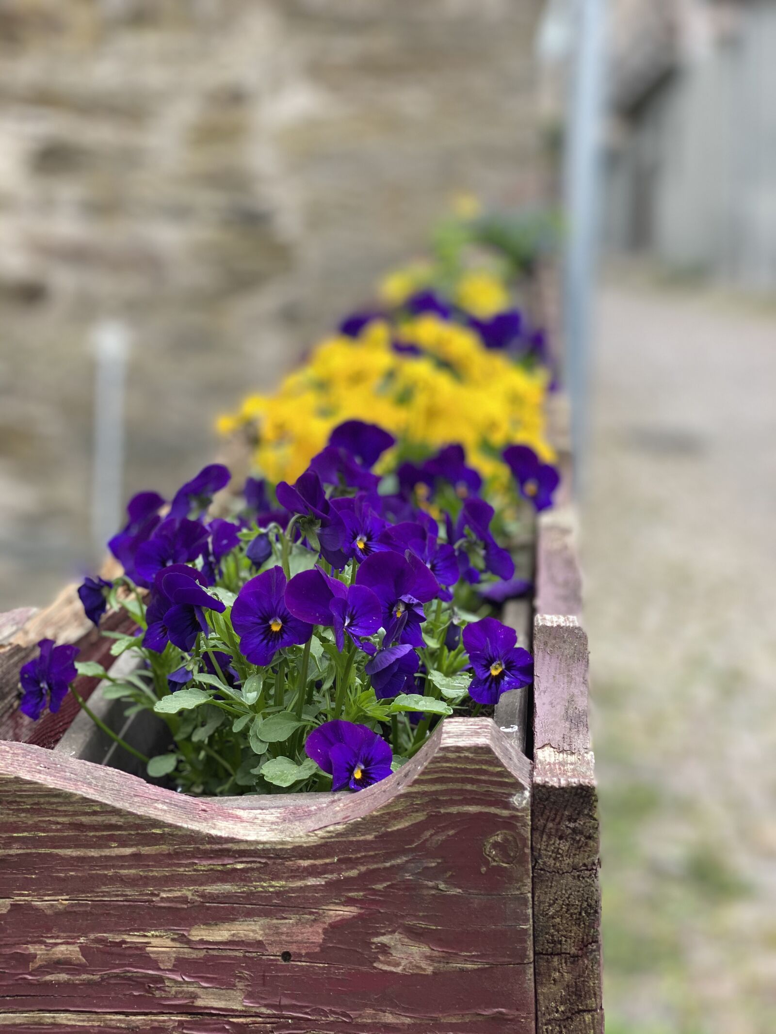 iPhone 11 Pro back dual camera 6mm f/2 sample photo. Purple, violet, spring photography