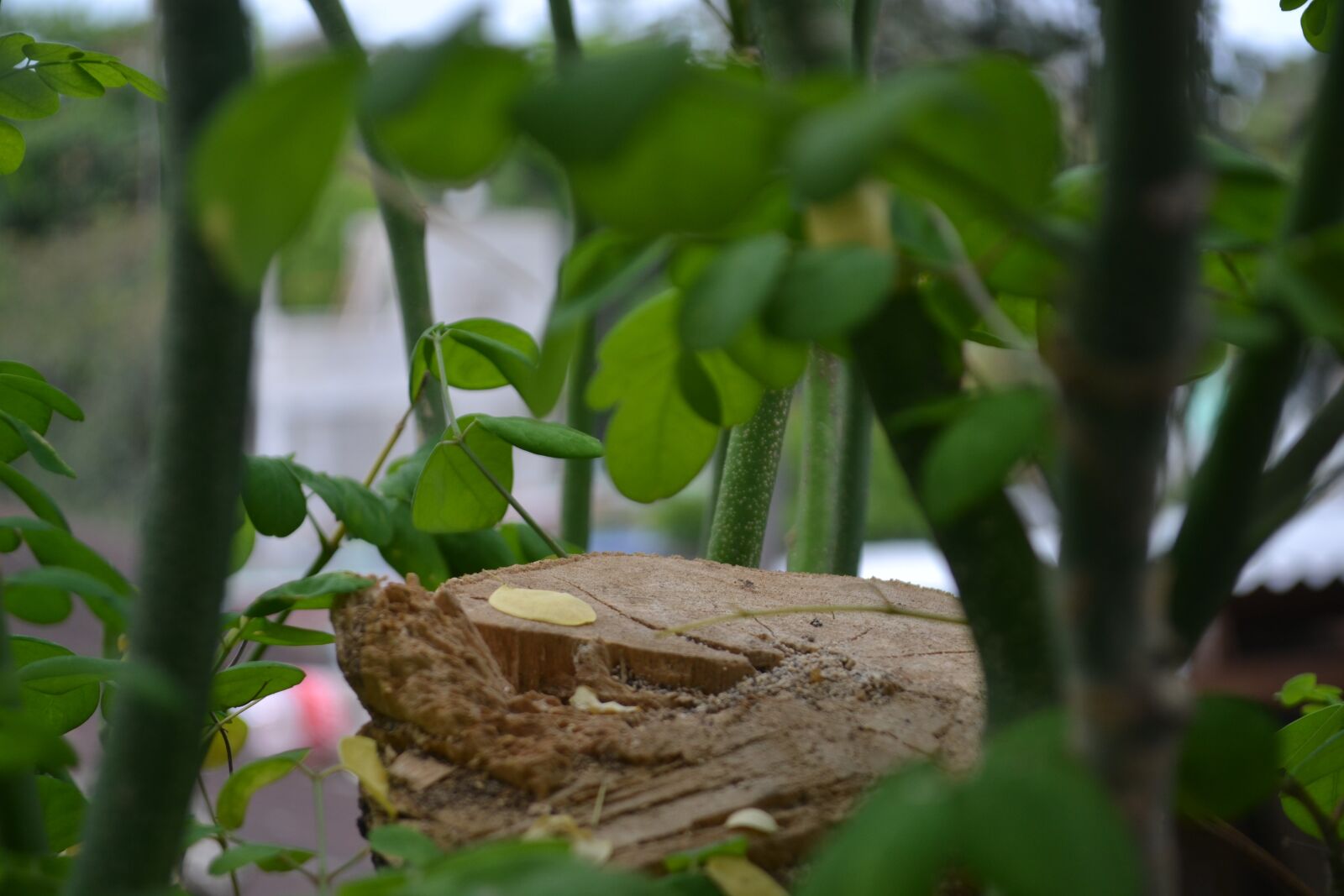 Nikon D3100 sample photo. Cut tree, tree, horseradish photography