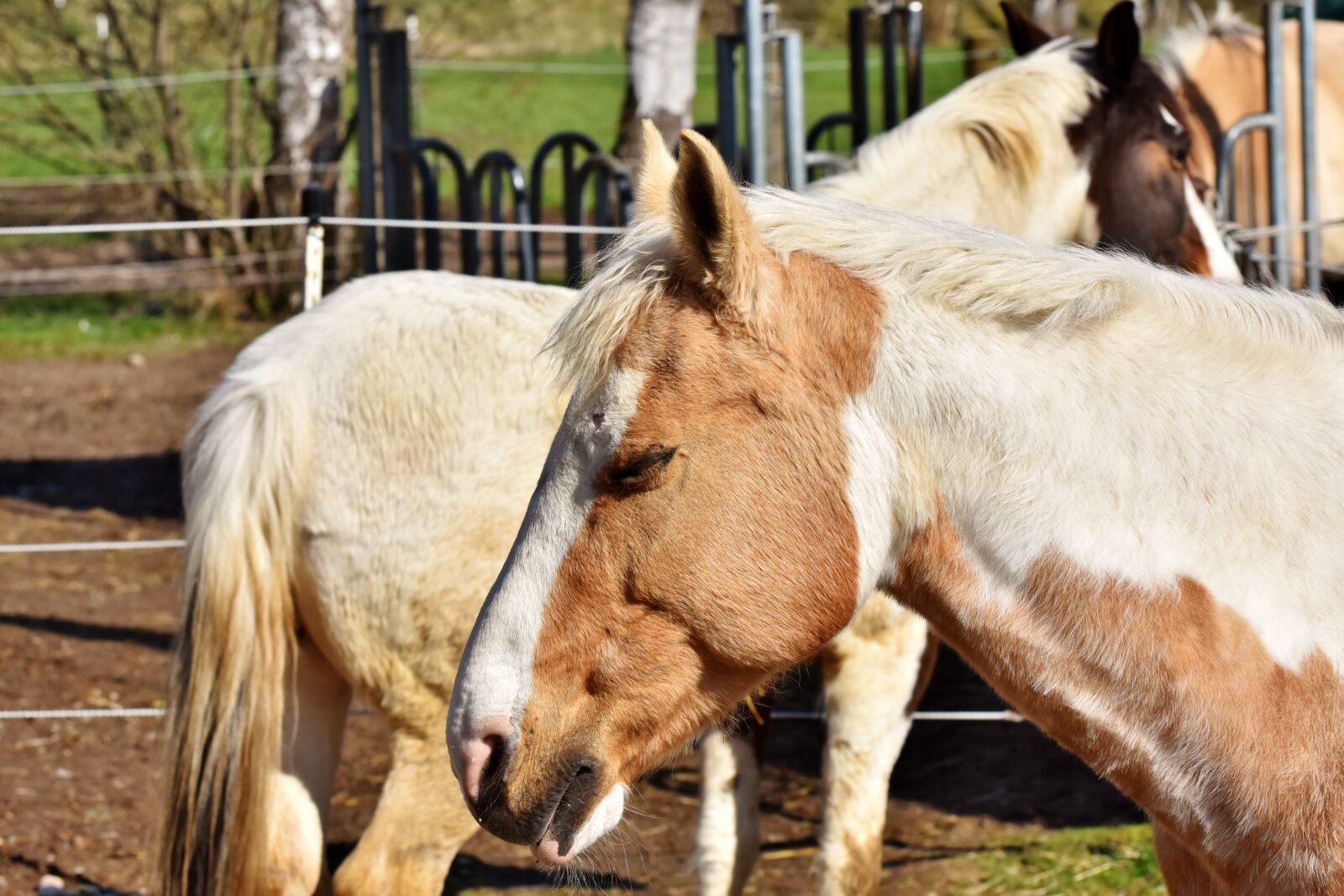 Nikon D7200 sample photo. Horse, horse head, pferdeportrait photography