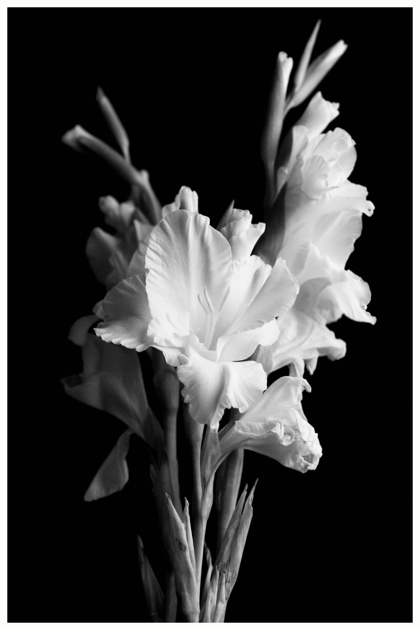 Canon EOS 550D (EOS Rebel T2i / EOS Kiss X4) sample photo. Gladiolus, flower, black photography