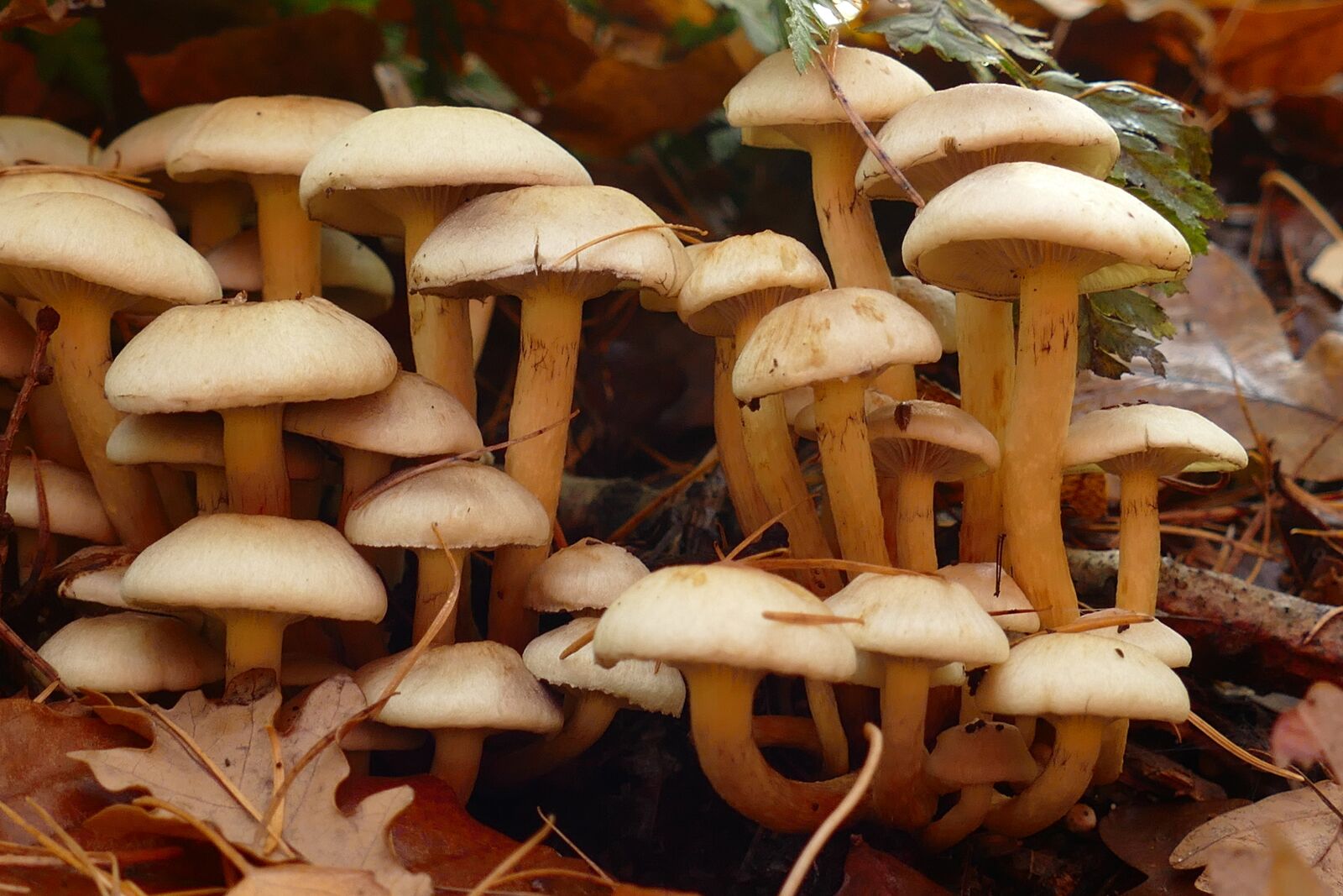 Panasonic Lumix DMC-FZ1000 sample photo. Mushroom, agaric, mold photography