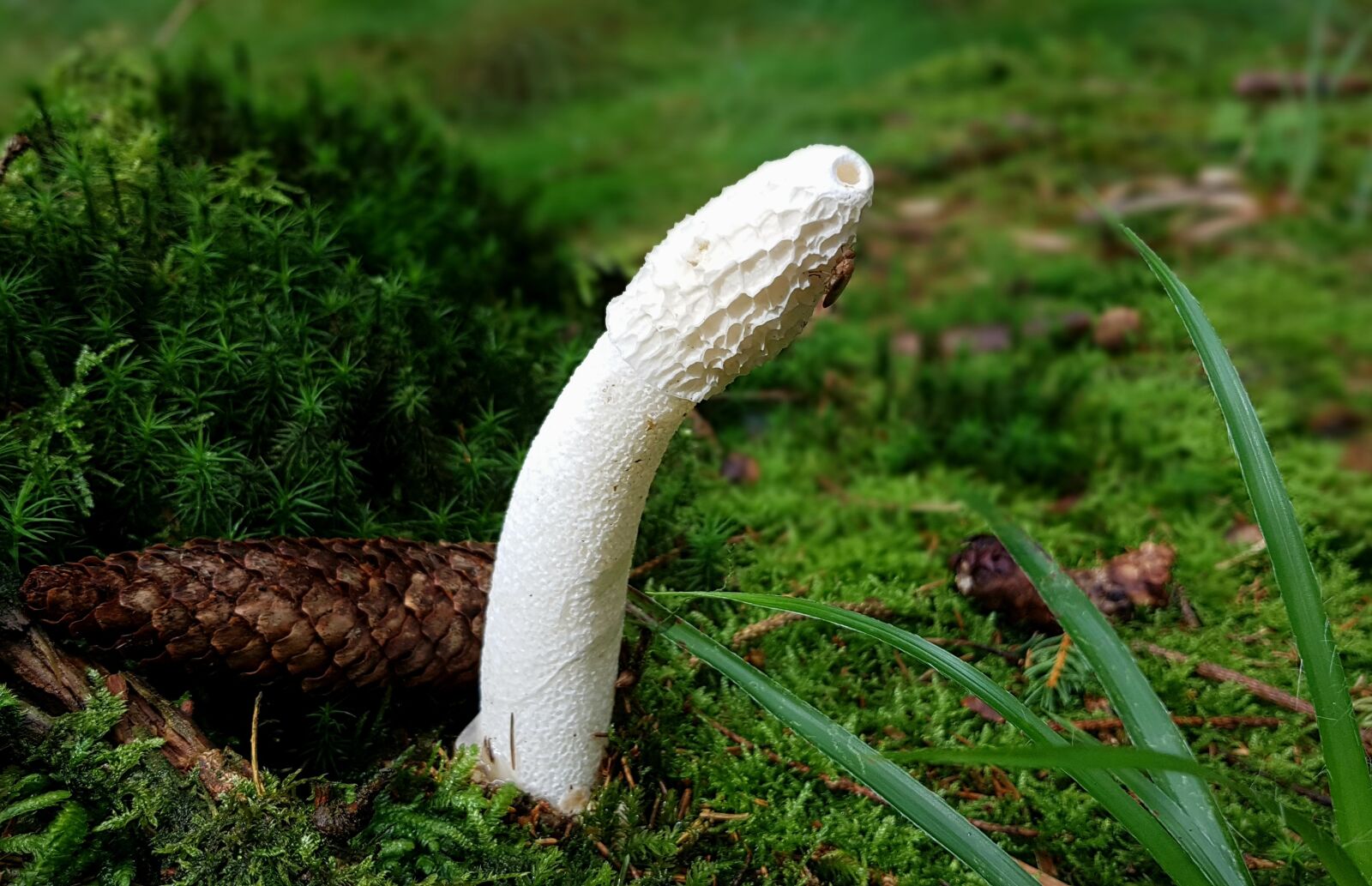 Samsung Galaxy S7 sample photo. Mushroom, stinkmorchel, morel photography