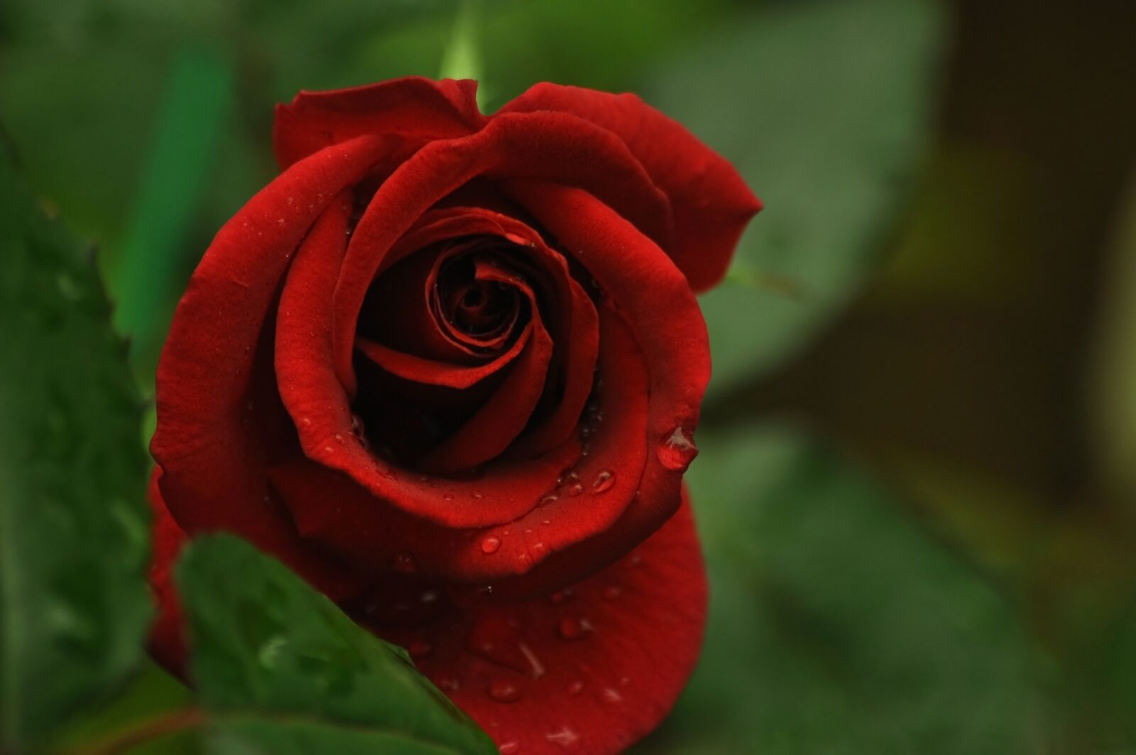 Nikon D90 sample photo. Red rose, love, green photography
